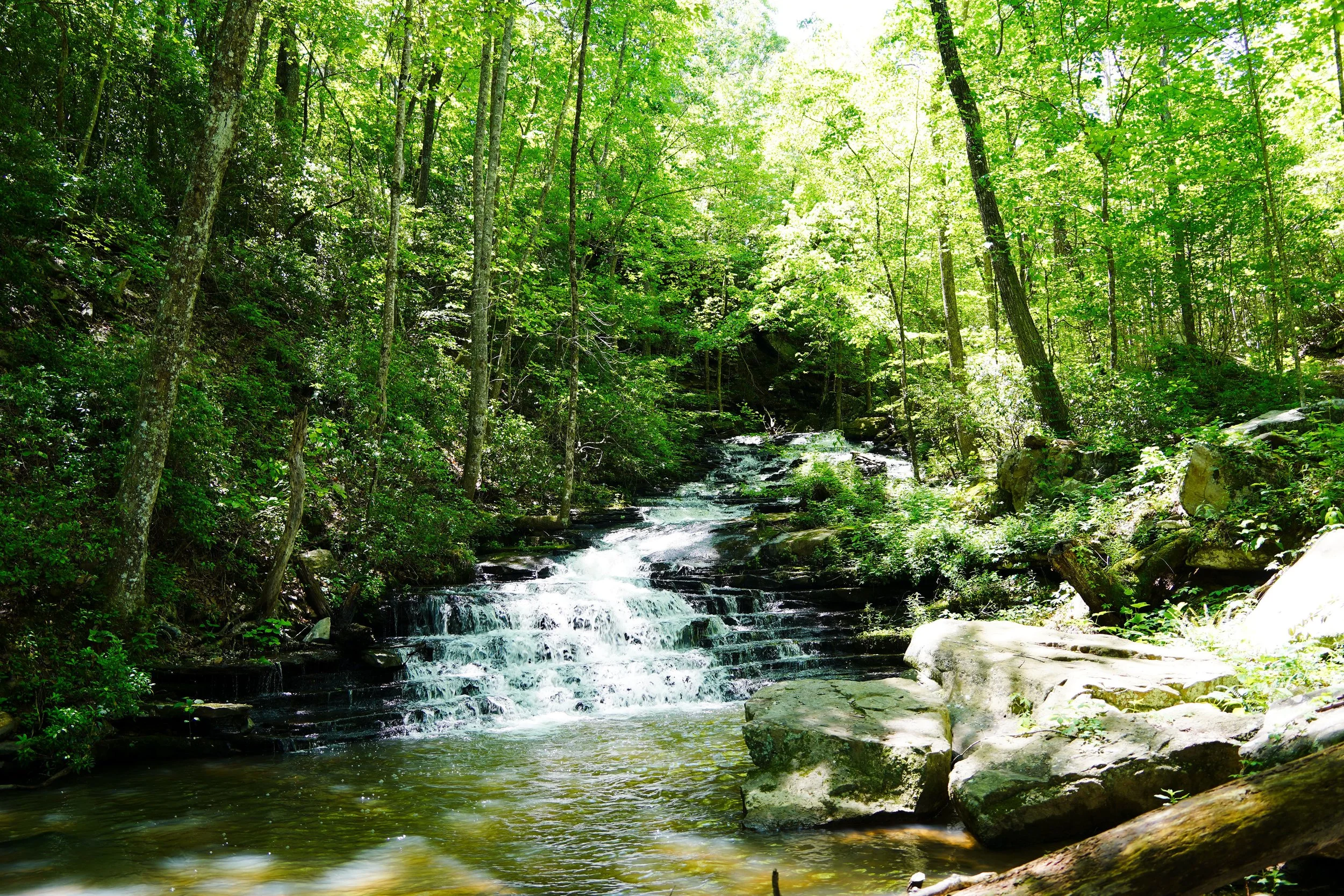 A forest scene with tall trees, lush green foliage, and a gentle waterfall flowing over rocks into a small pool.