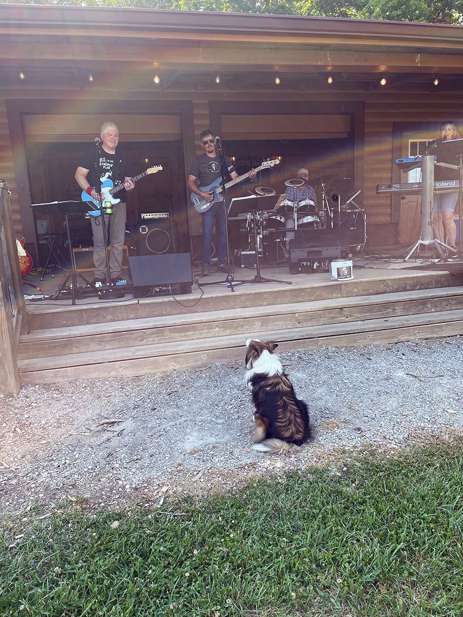 A dog sits on the ground facing a band playing on a wooden outdoor stage. The band has four members, two men playing guitars, a drummer, and a keyboardist. Sunlight creates a lens flare in the photo.