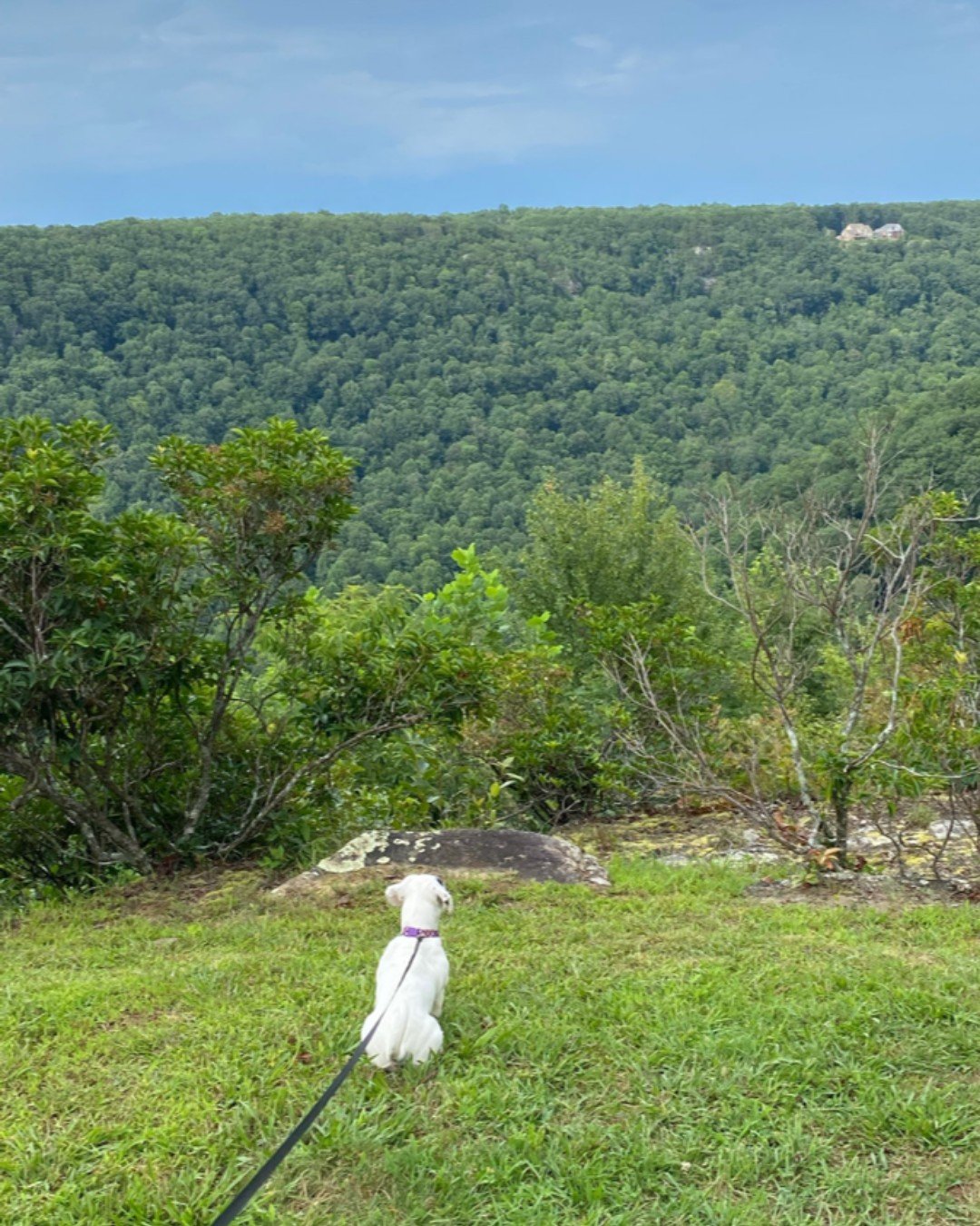 A white dog with a purple collar sitting on green grass and looking at a forested mountain in the distance.