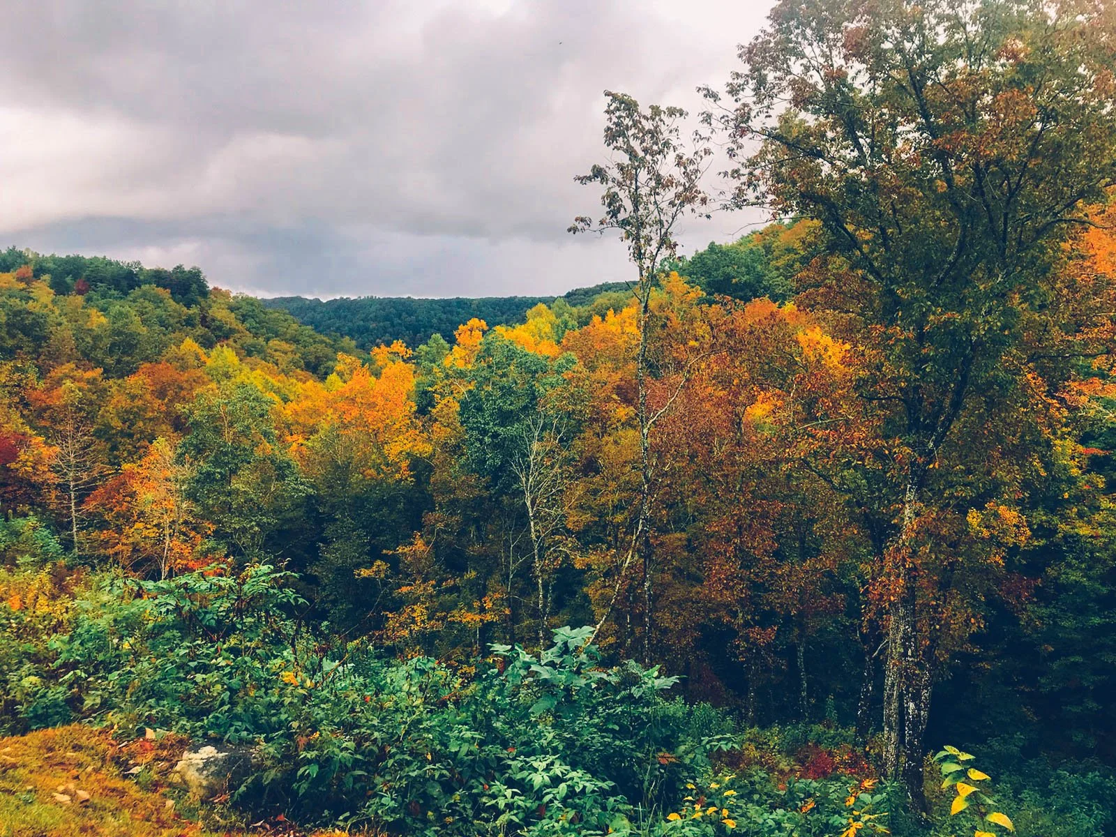 Autumn forest with colorful fall foliage on trees and a cloudy sky above.
