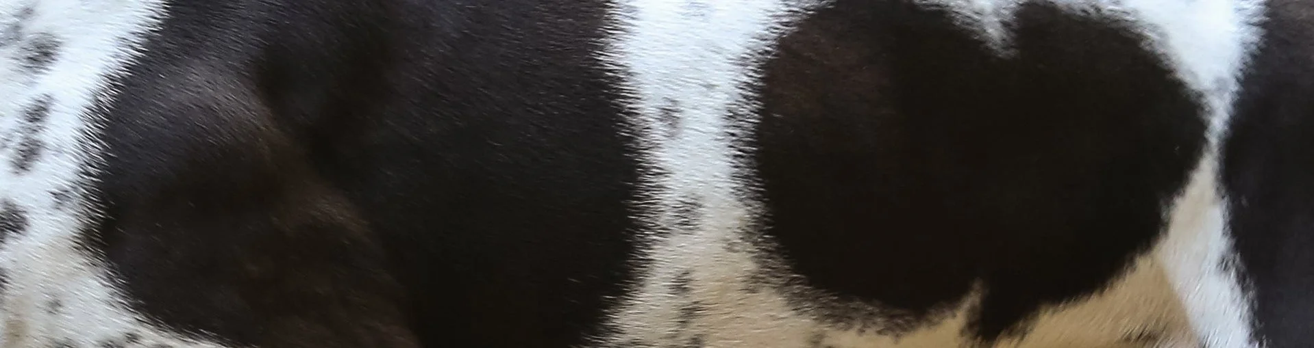 Close-up of black and white fur on an animal, likely a dog or a cow.