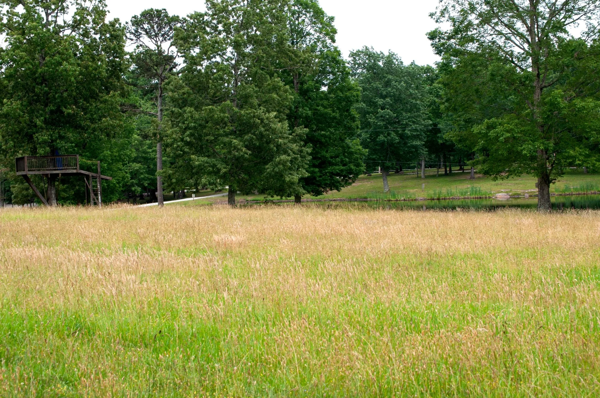 A grassy field with a small pond, surrounded by trees, and a wooden observation platform on the left.