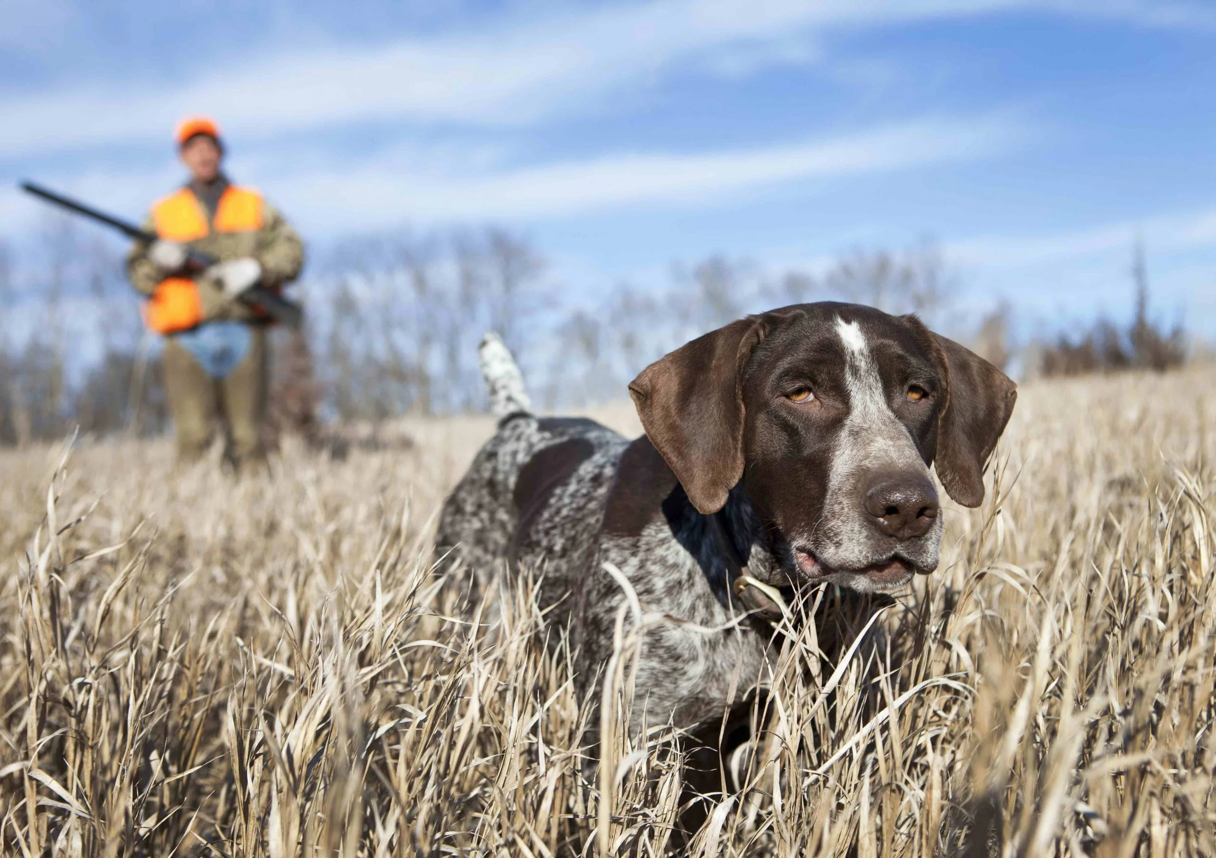 A close-up of a brown and white dog lying in tall dried grass, with a person in orange and beige outdoor clothing and a helmet in the background holding a rifle, under a blue sky with some clouds.