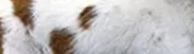 Close-up of a white and brown furry animal's fur.