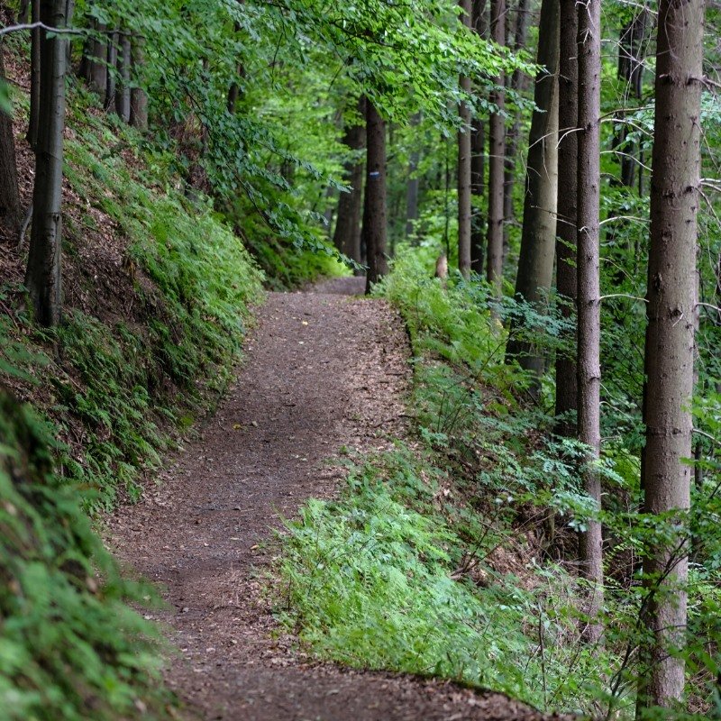 A dirt trail winding through a lush, green forest with tall trees and dense foliage.
