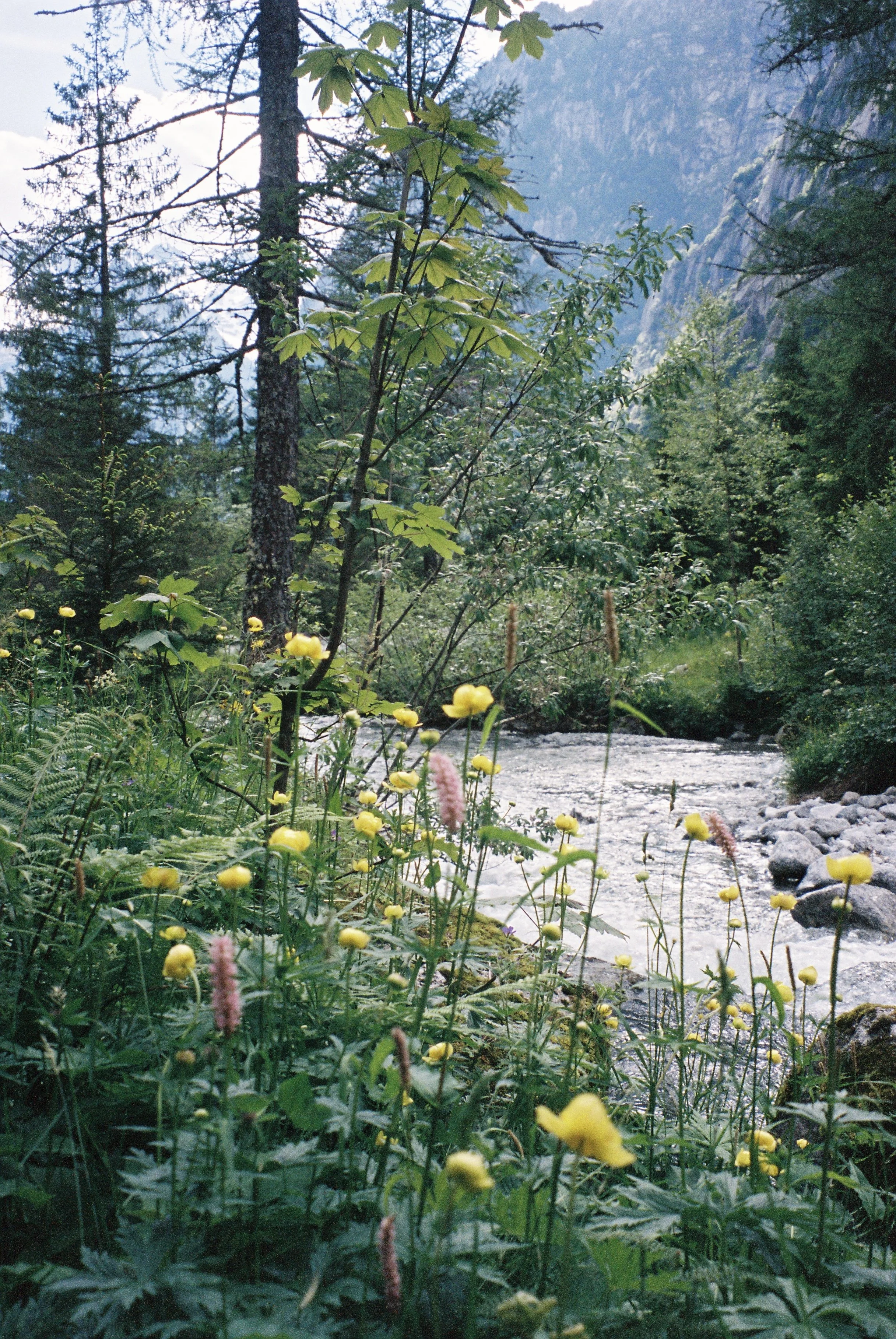 A peaceful mountain stream flowing through a lush, green forest with tall trees and wildflowers, including yellow and pink-purple flowers, under a partially cloudy sky.