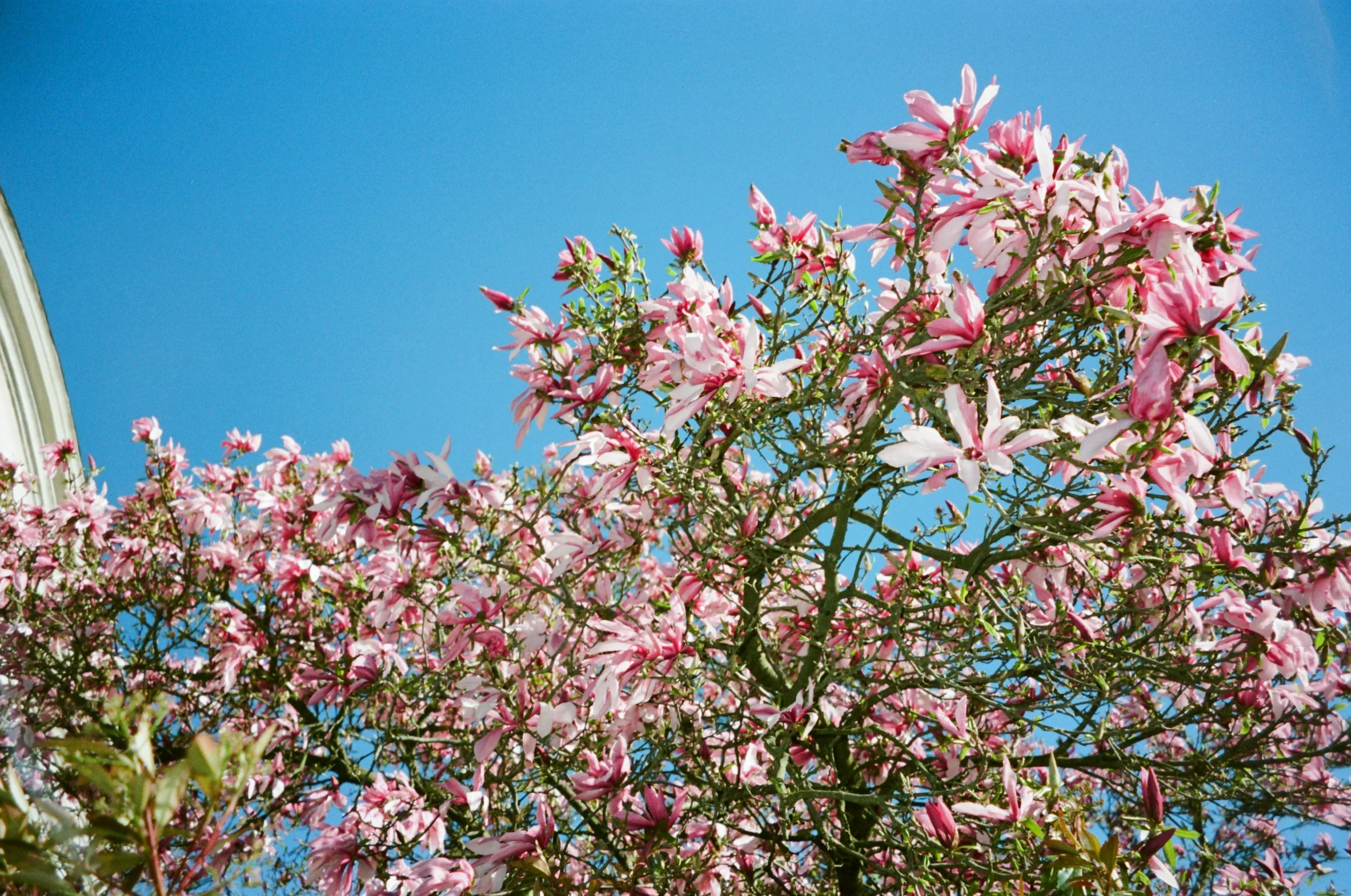 Pink flowering tree with a bright blue sky in the background.
