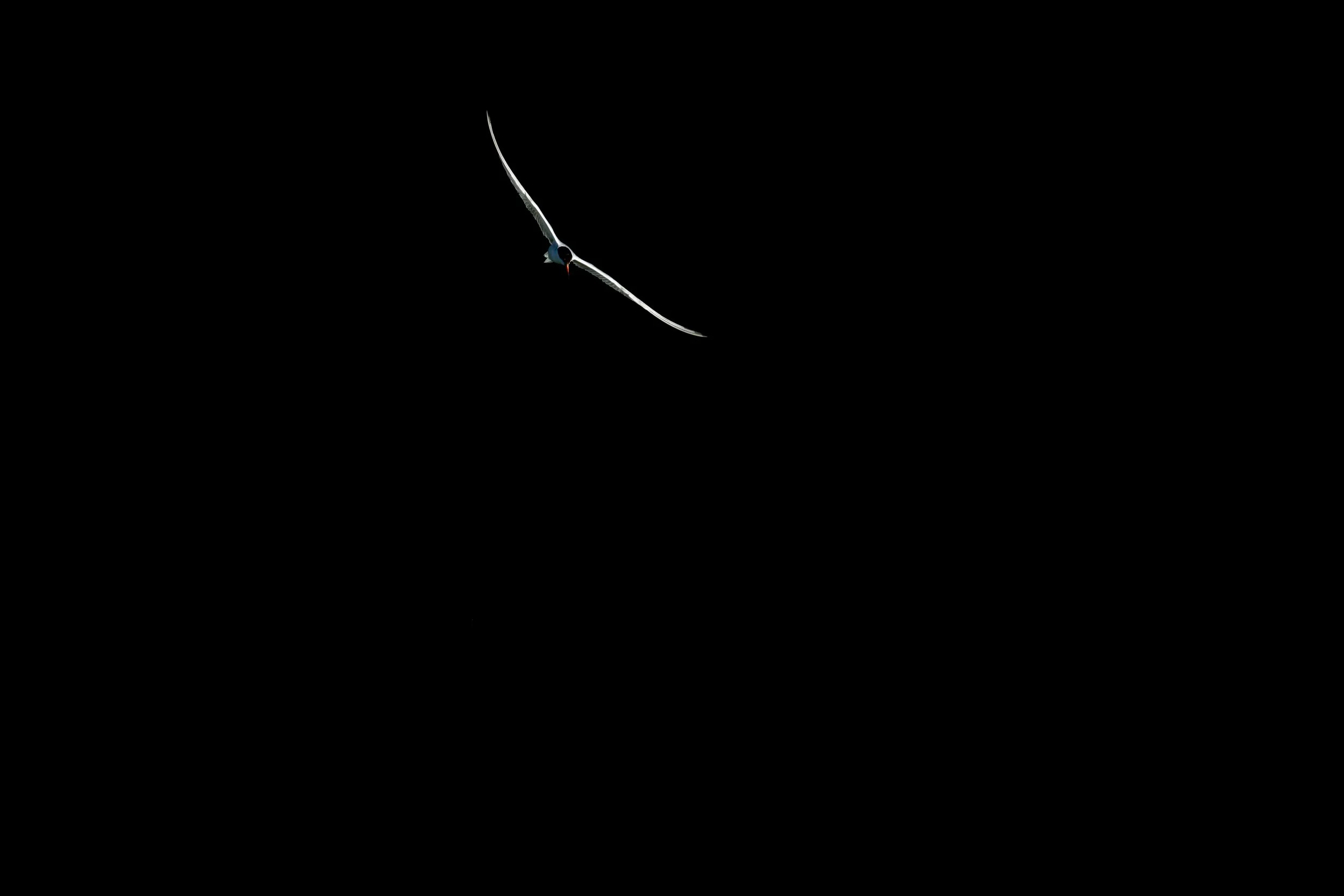 _P8A6614.jpg