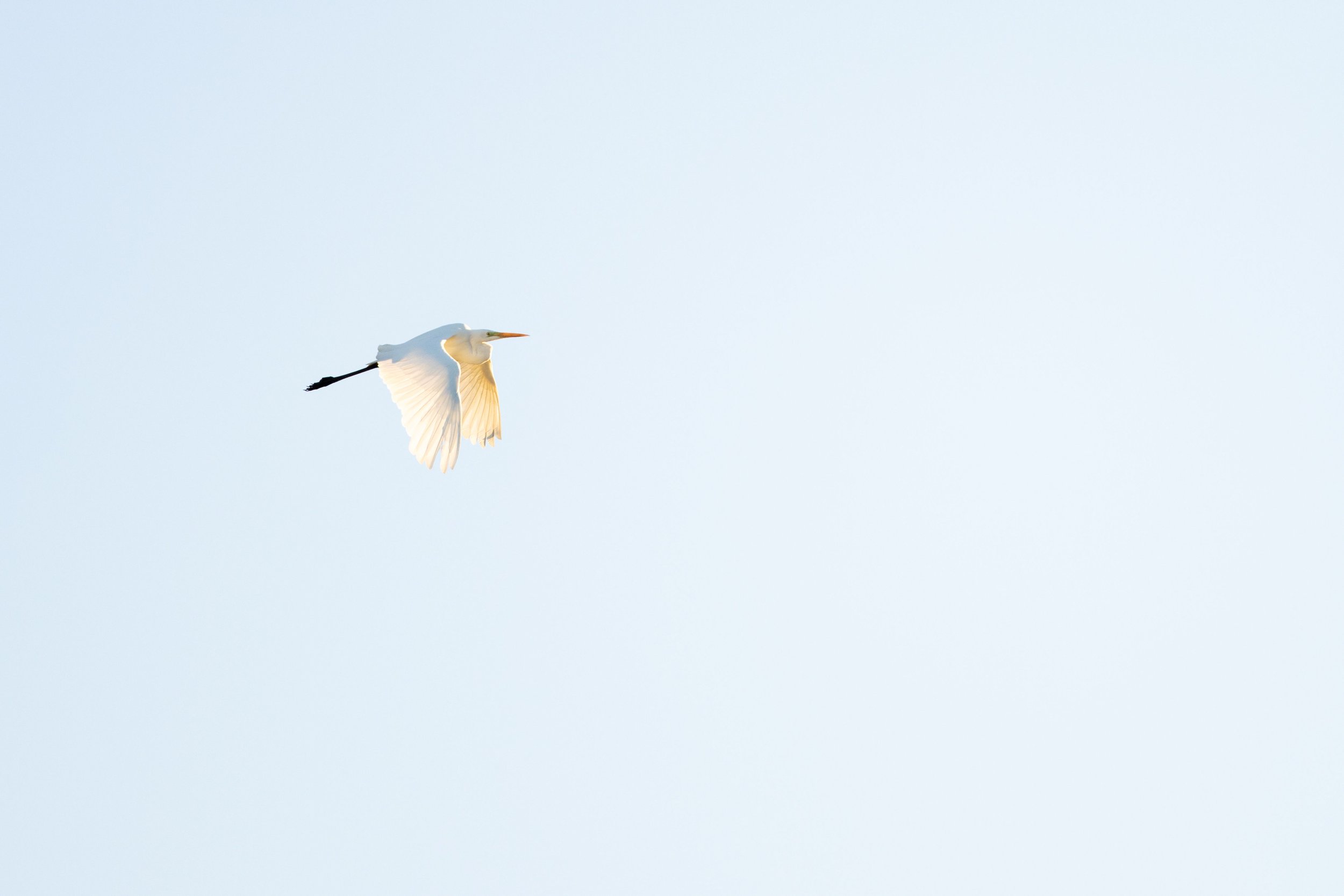 _P8A4651.jpg