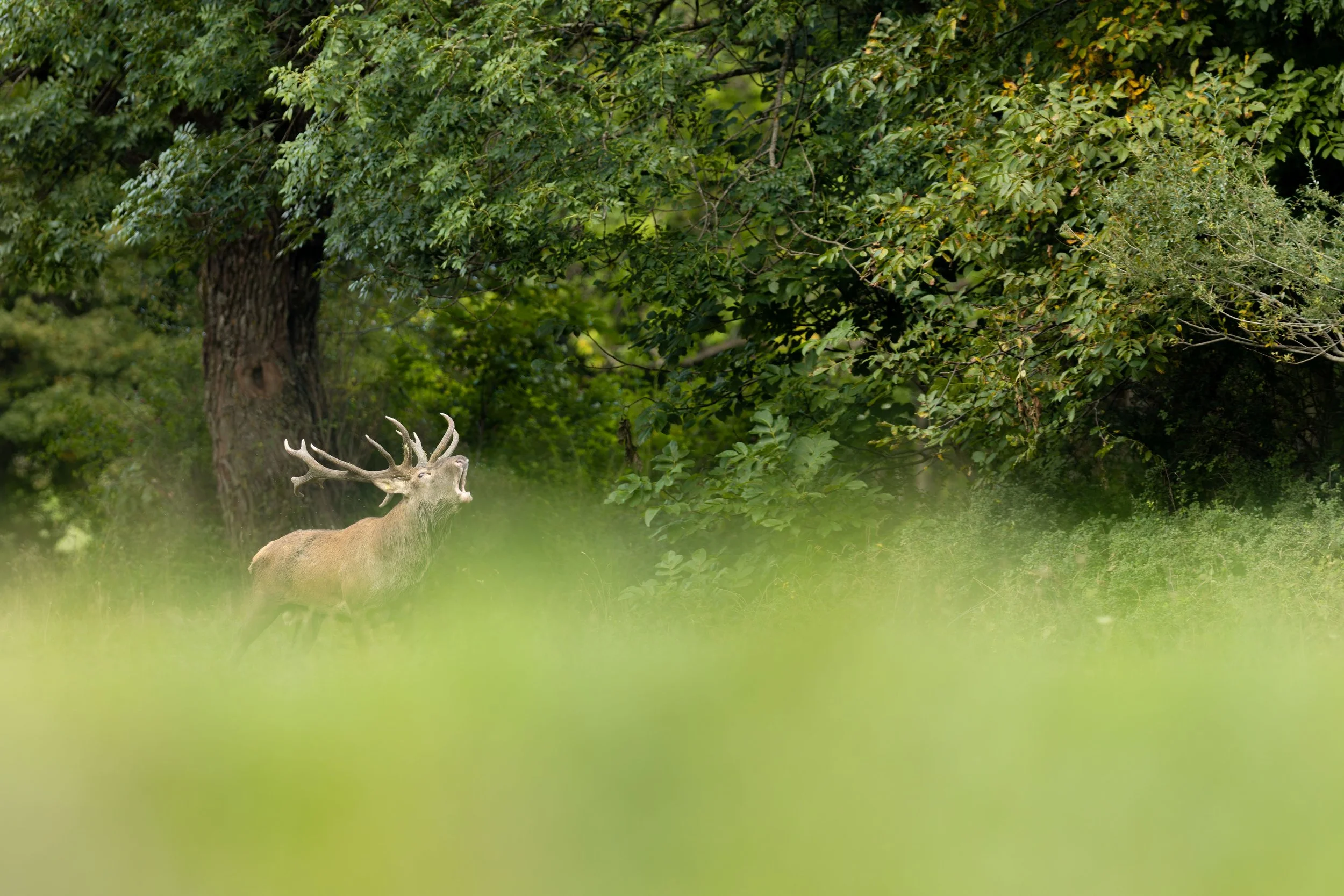20240924-_P8A5457-CR3-2.jpg