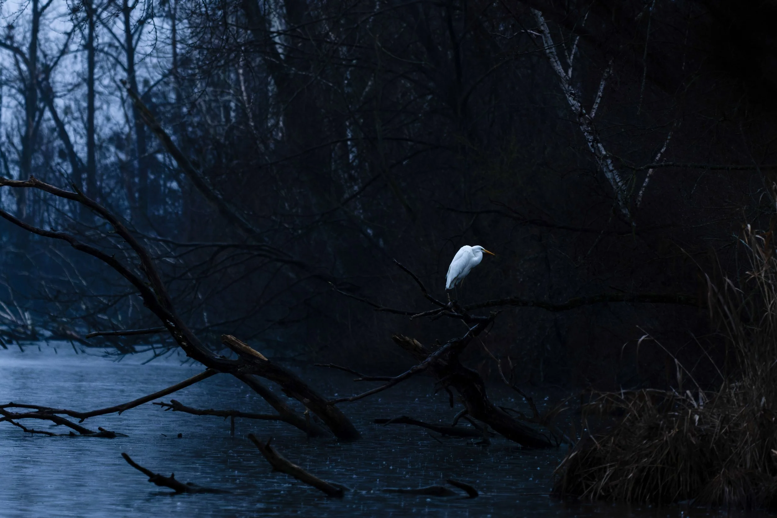 _P8A8822-CR3_DxO_DeepPRIME-2.jpg