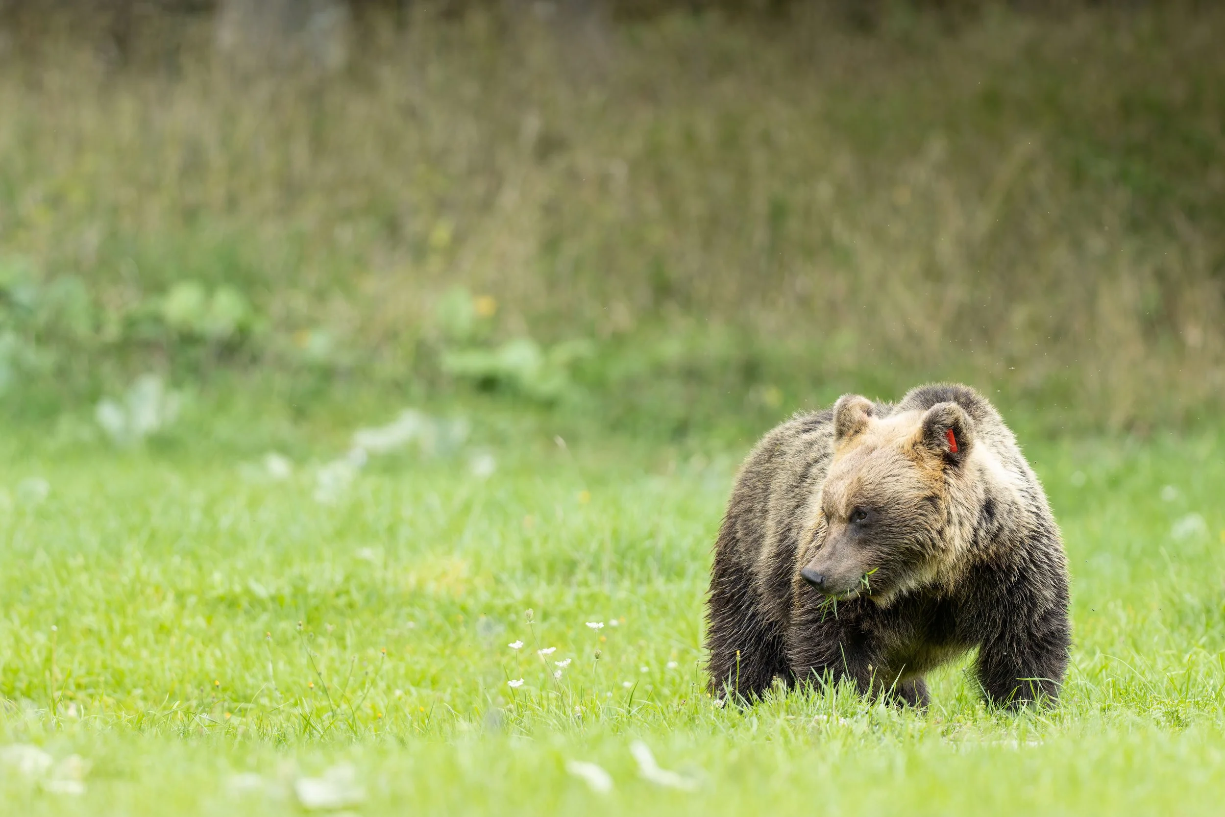 20240925-_P8A8253-CR3-2.jpg