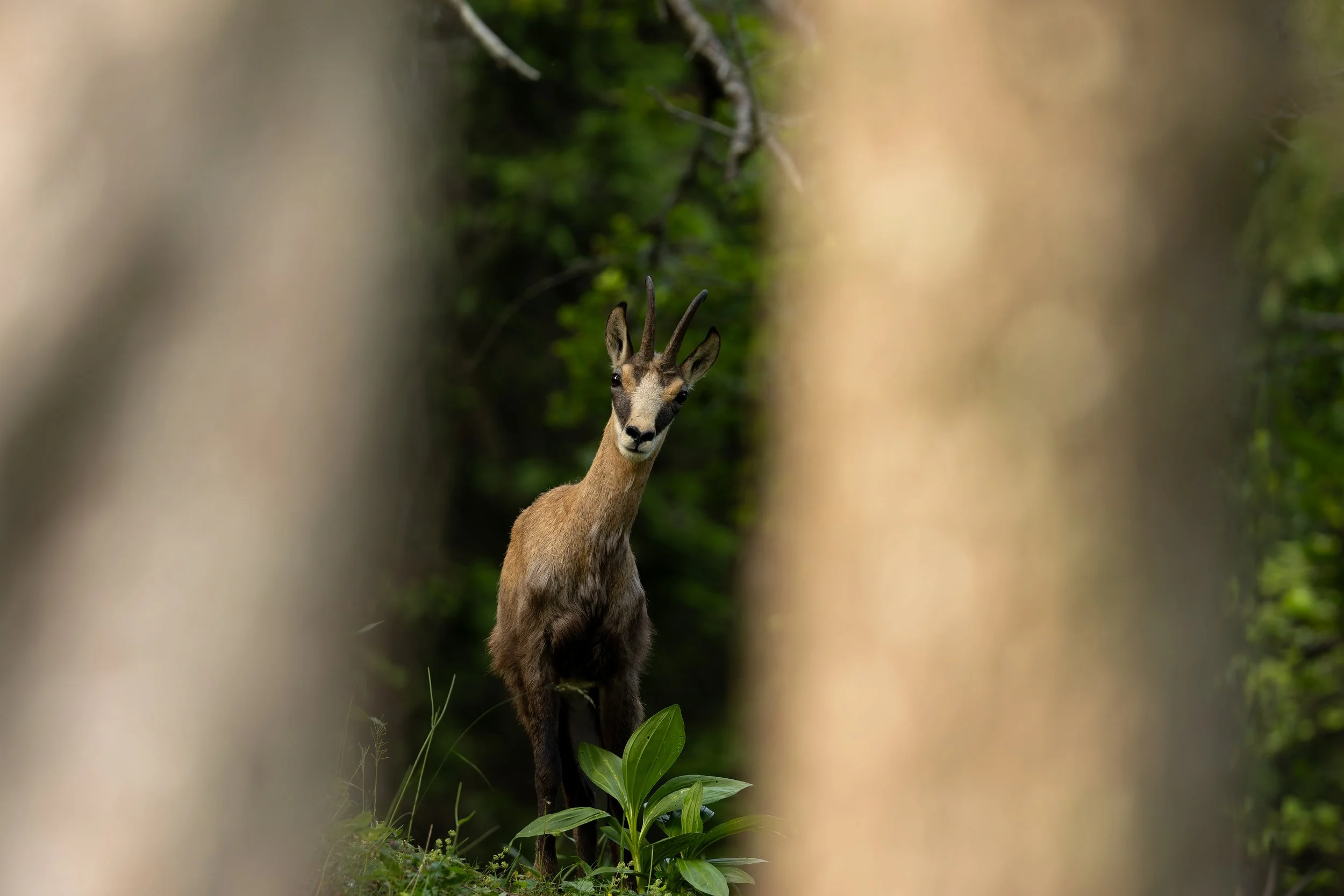 20240724-_P8A0448-CR3-2.jpg