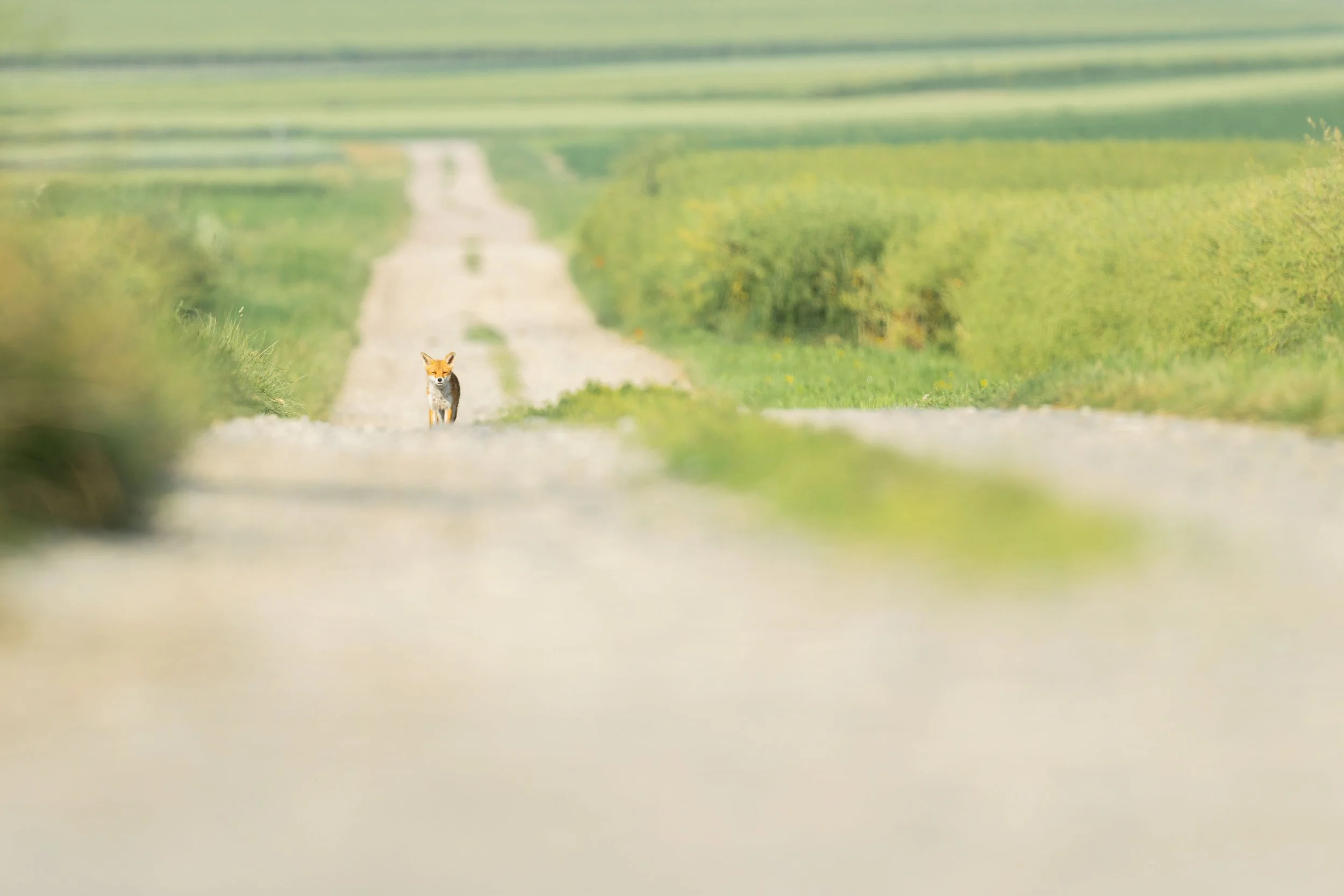 20240608-_P8A0433-CR3.jpg