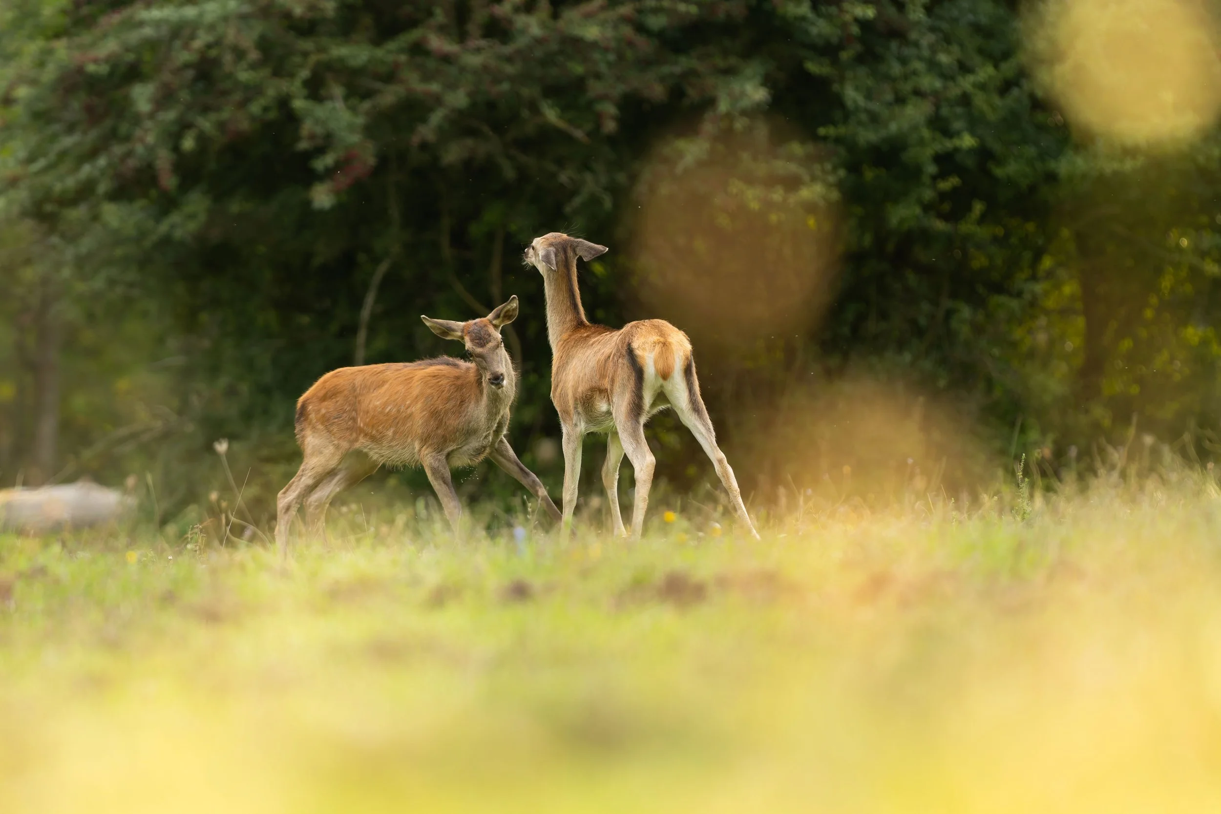 20240927-_P8A9762-CR3-2.jpg