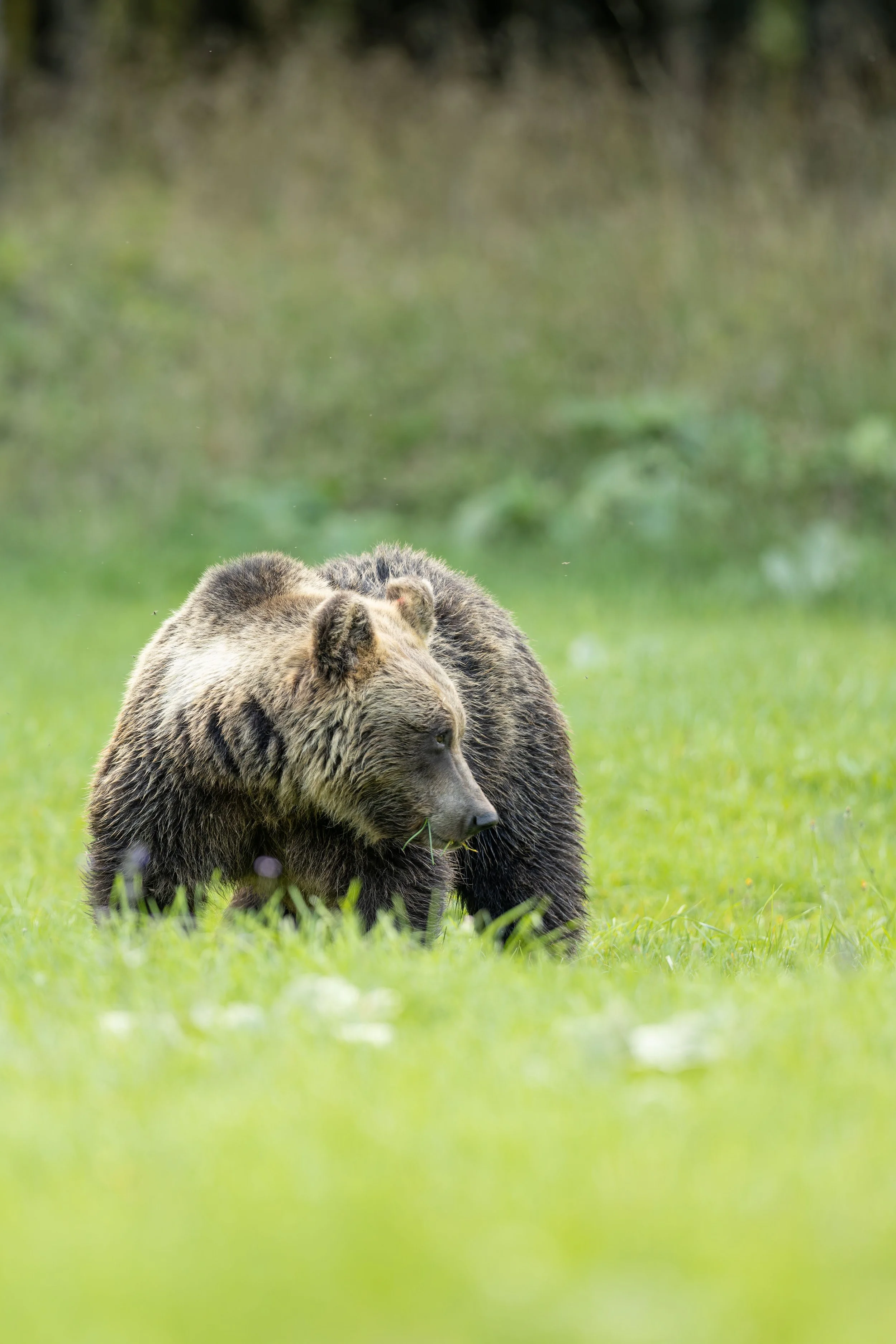 20240925-_P8A8049-CR3-2.jpg