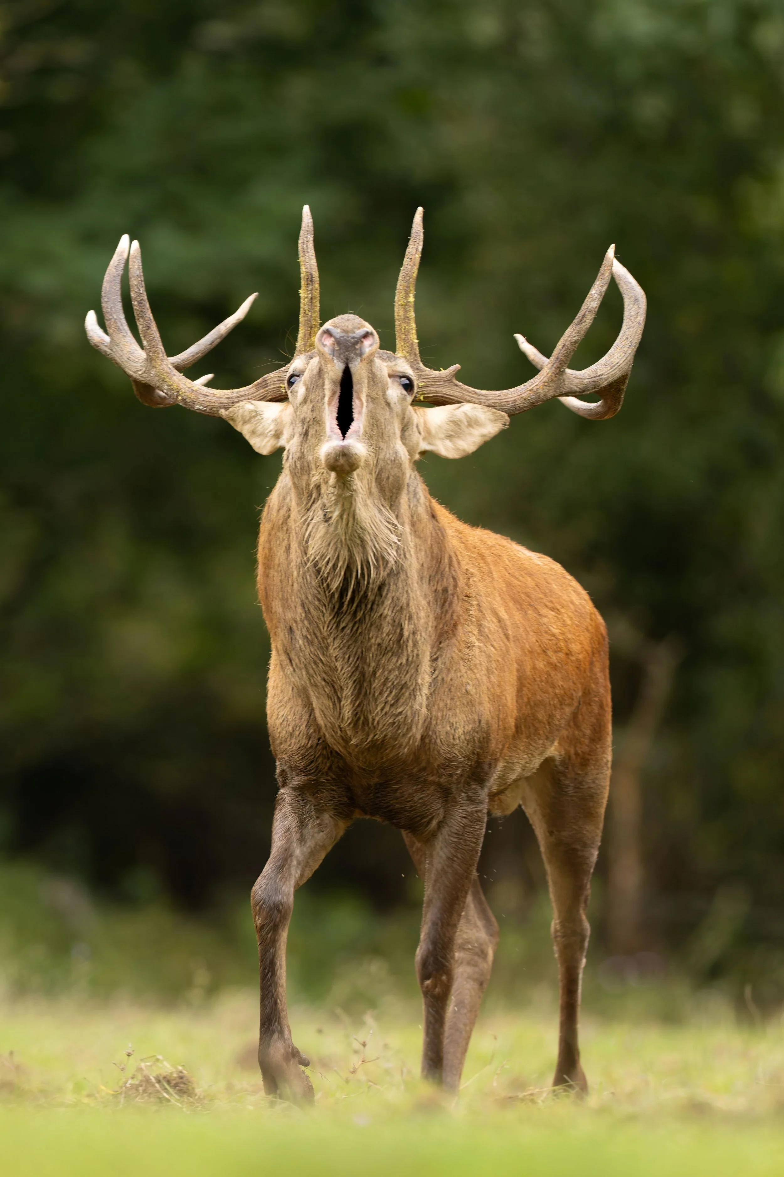 20240925-_P8A7375-CR3-2.jpg