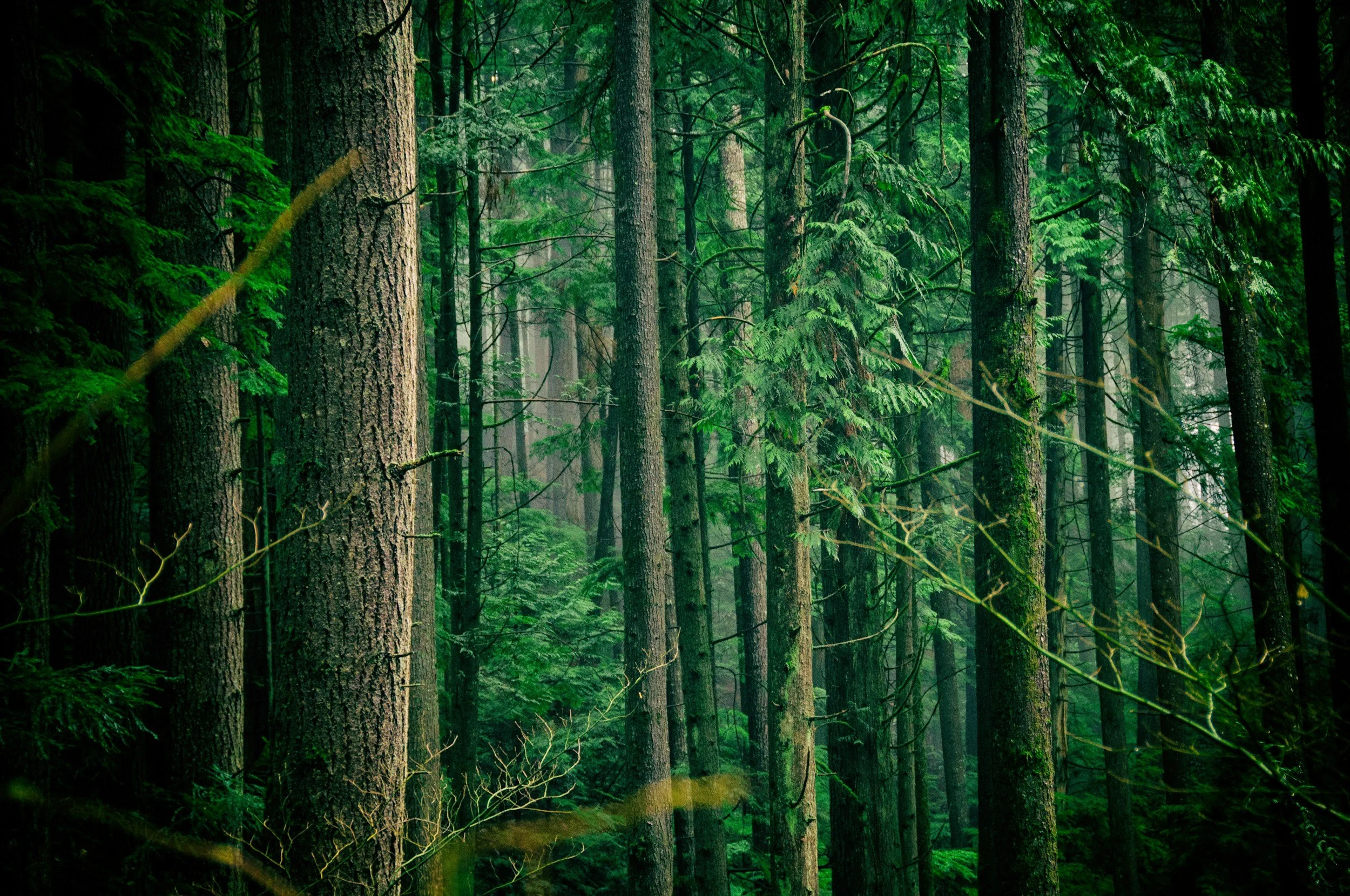 Dense green forest with tall trees and fog in the background.