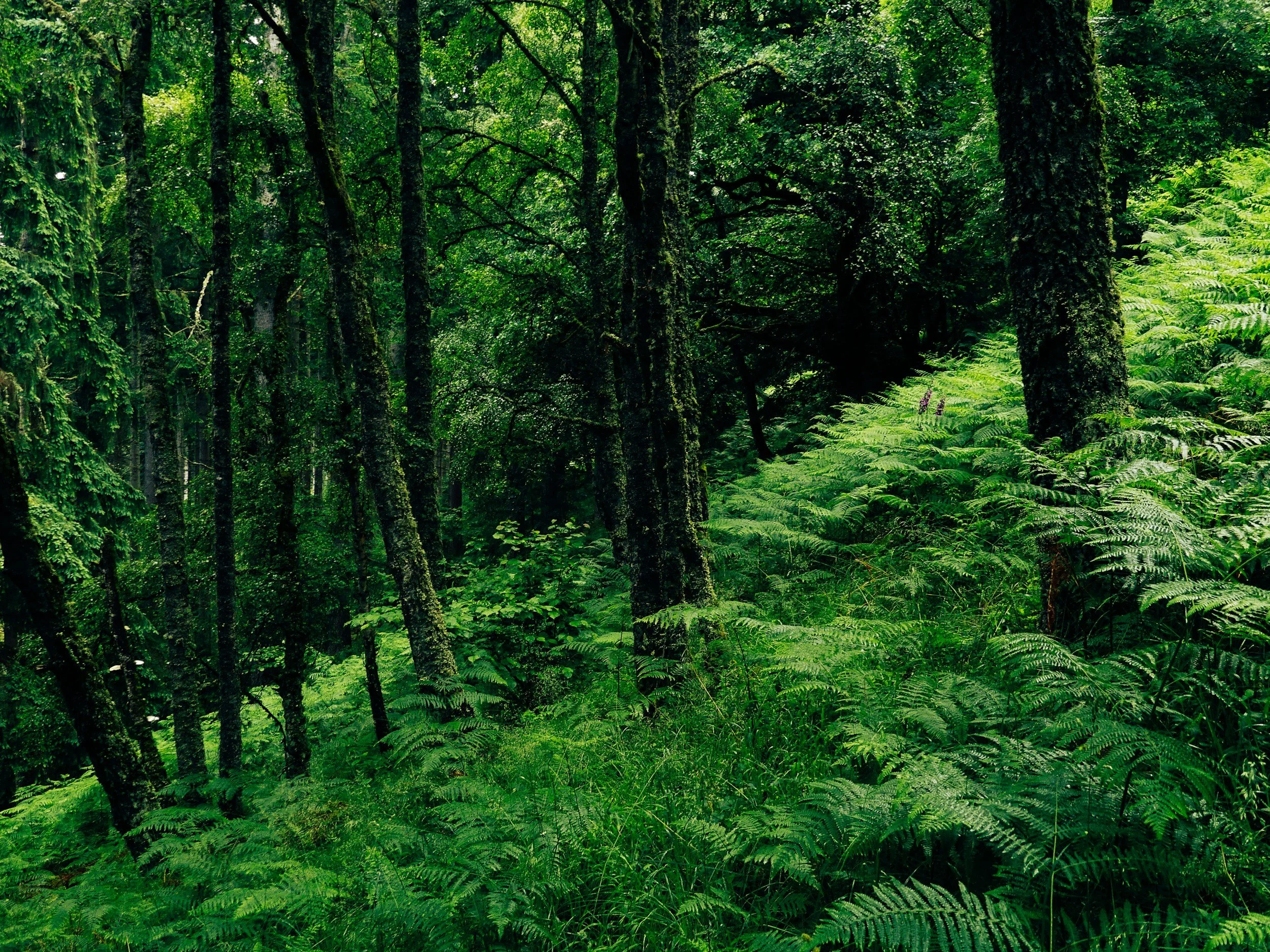 Dense green forest with tall trees and lush ferns.