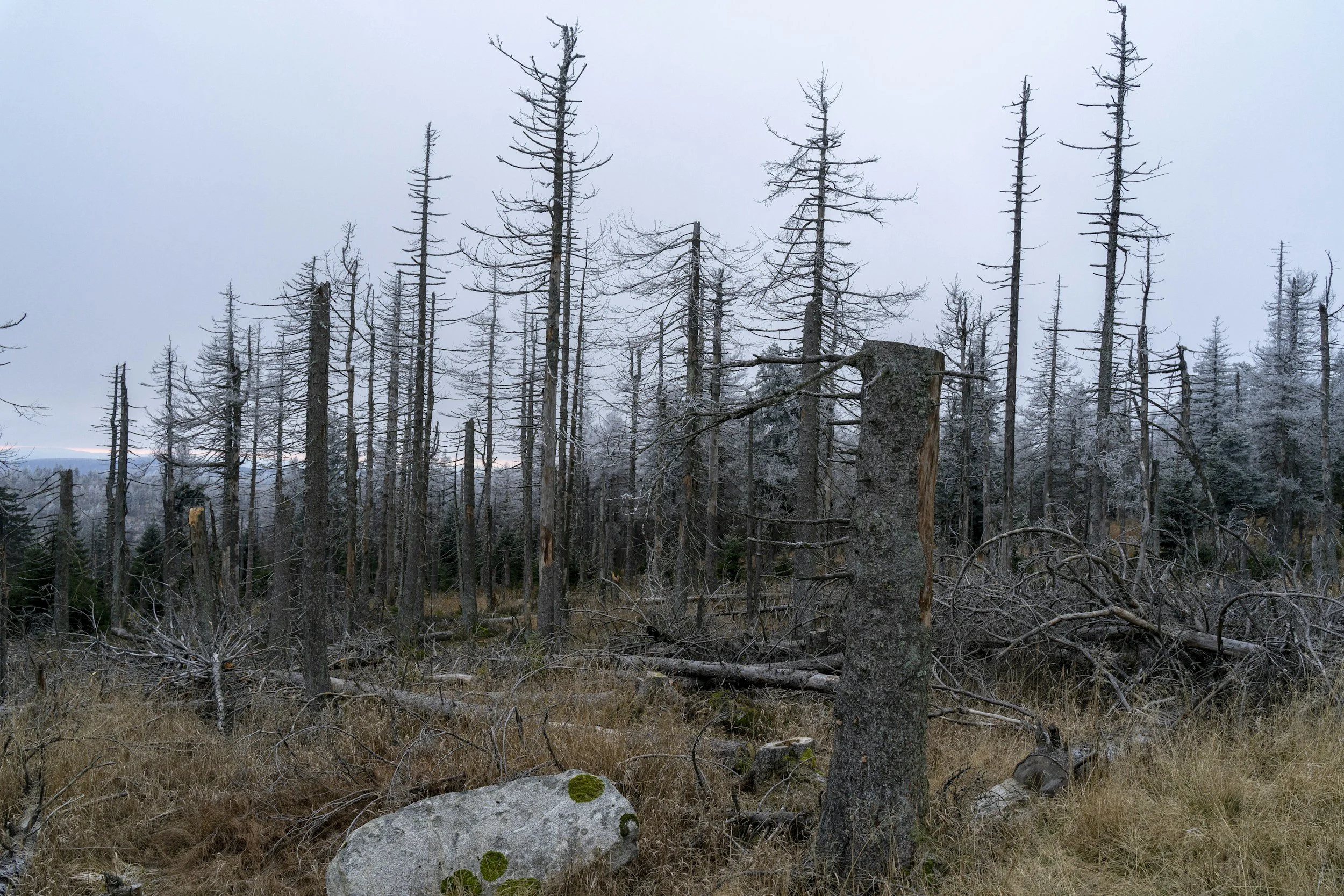 Forest environmental damage, pests and diseases, needle blight, beetle damage, wind blow, fire damage 