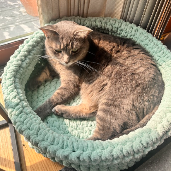 Cat Bed
