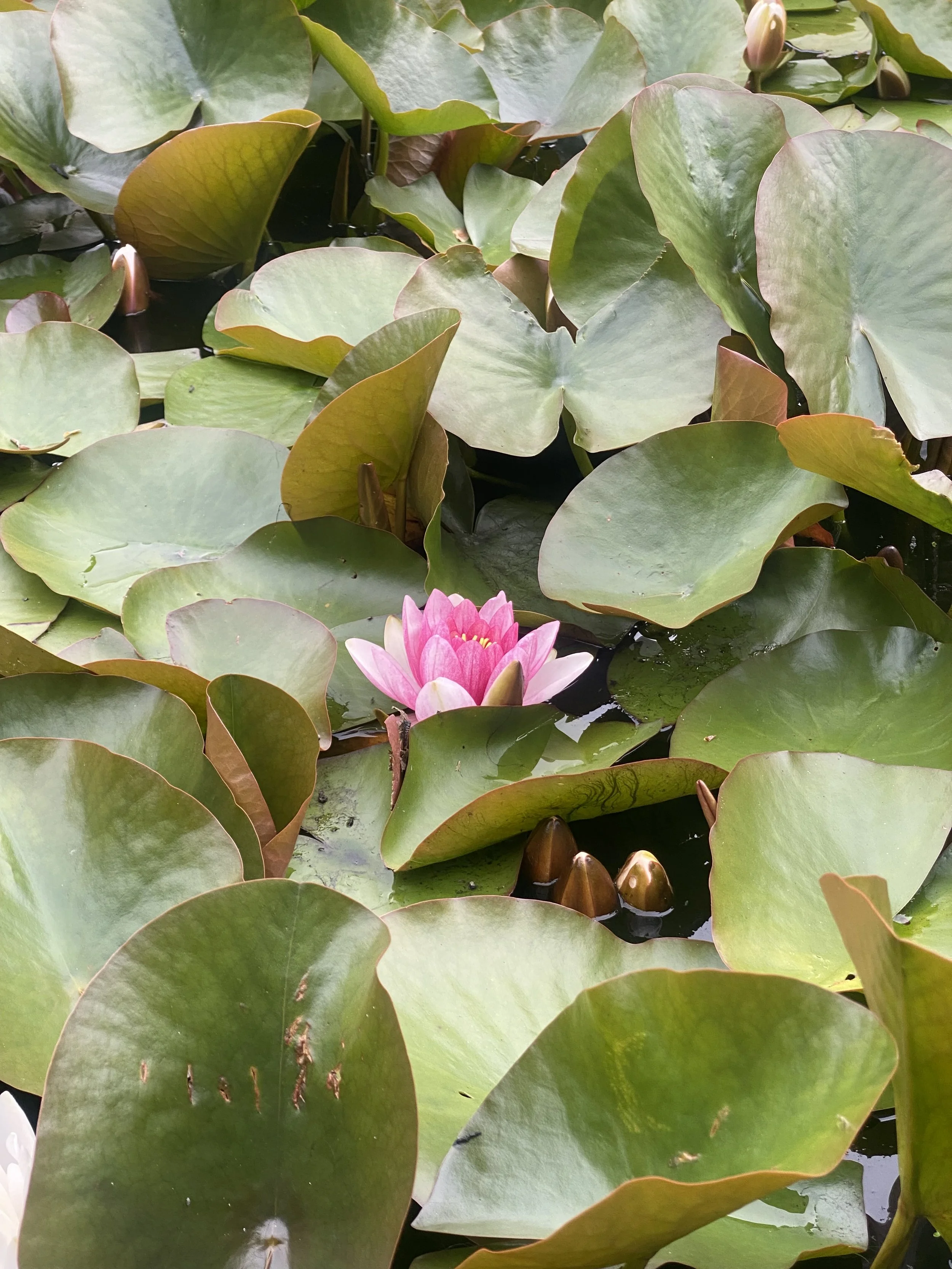 Pink water lily flower among green lily pads on water.