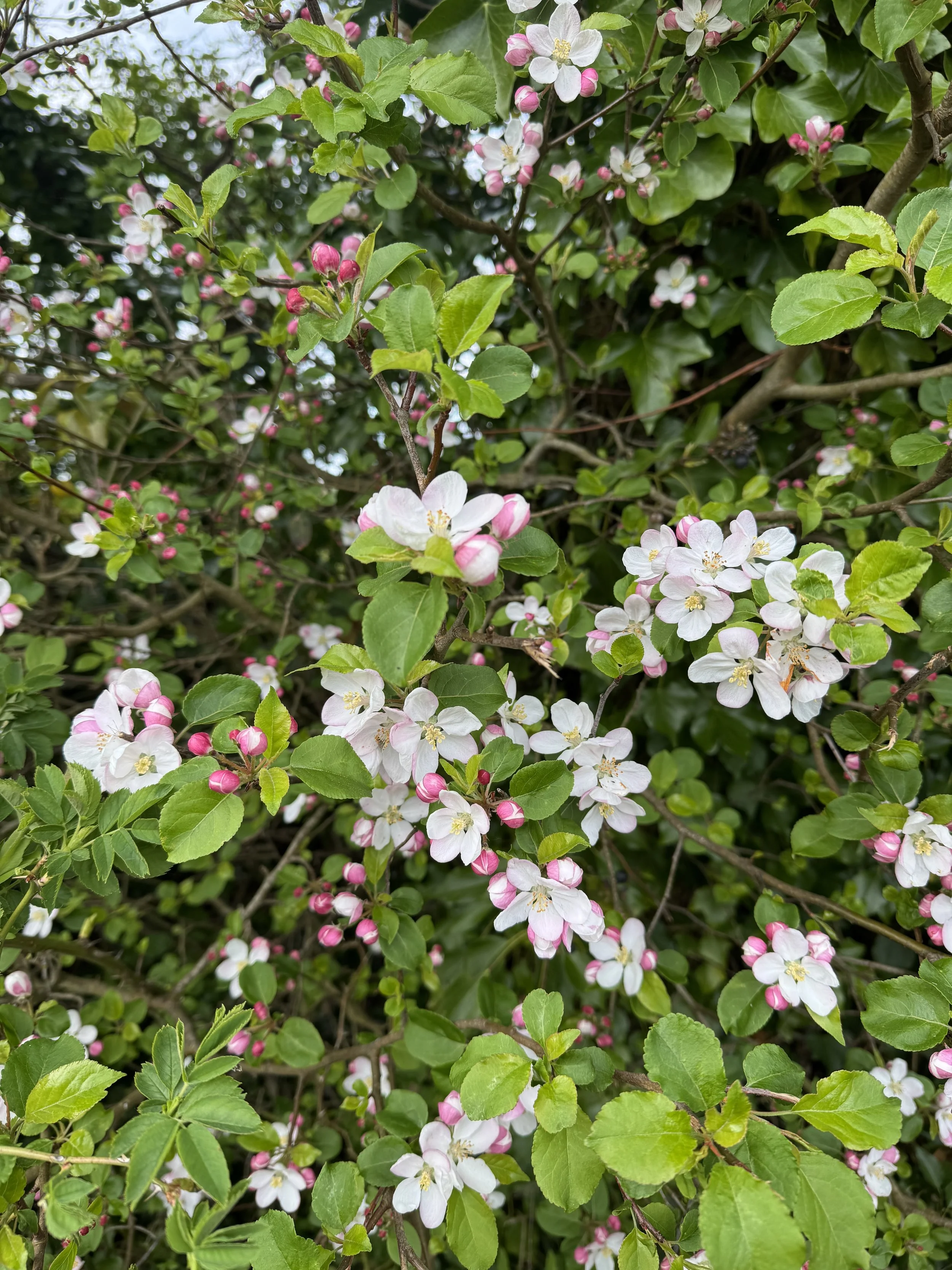 IMG_9189 2.jpeg