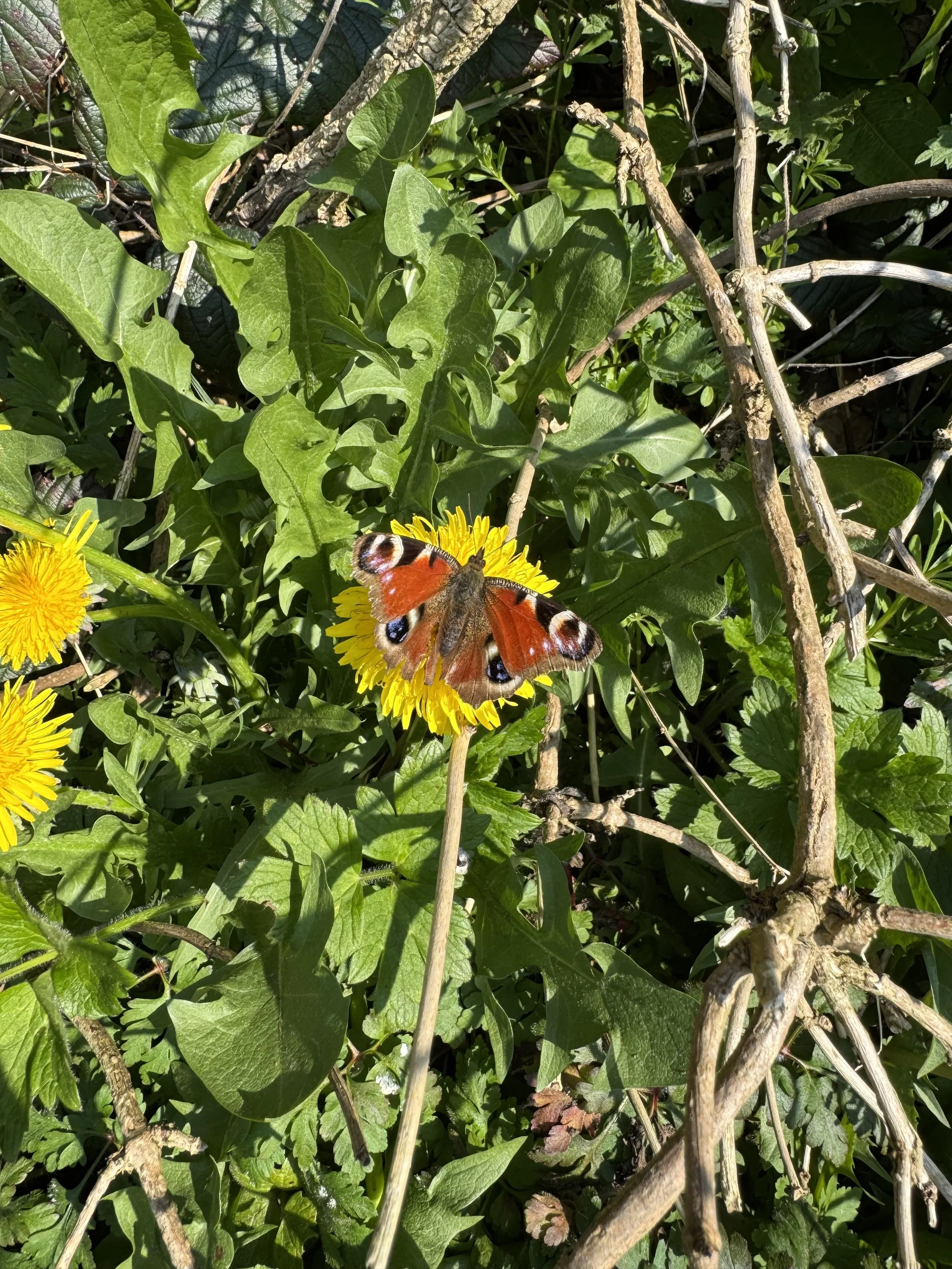 IMG_3768 3.jpeg