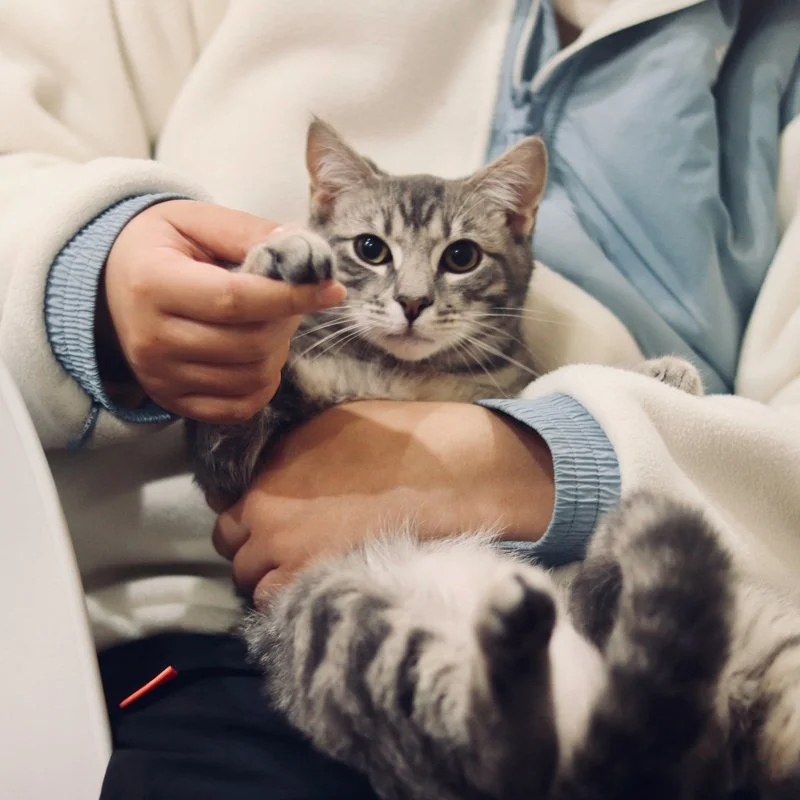 Person holding and cuddling two gray tabby kittens, one with paws raised.