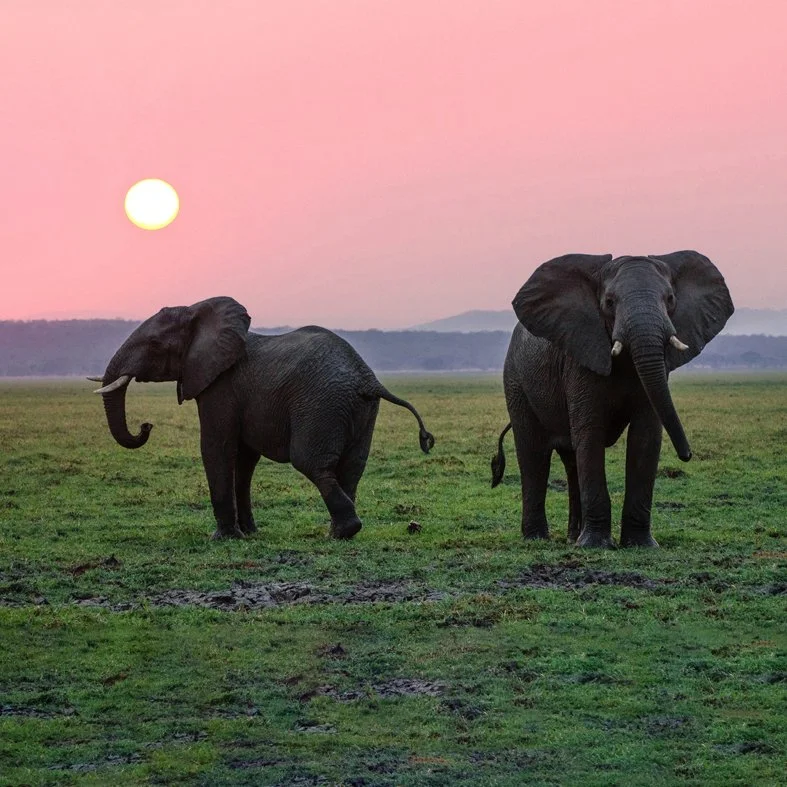 Two elephants standing on a grassy plain during sunset with a pink sky