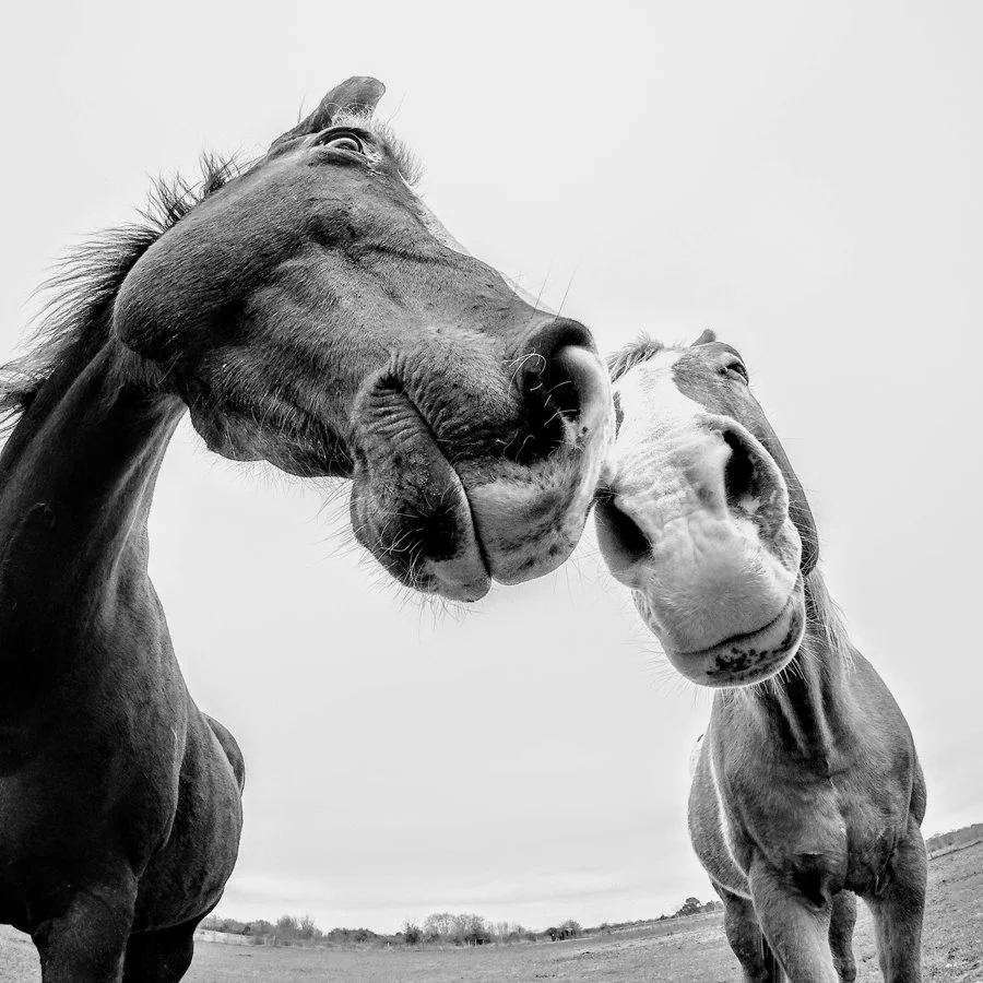 Two horses, one dark and one light, close-up from a low angle, interacting outdoors on a cloudy day