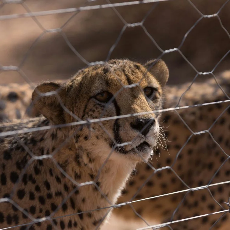 Close-up of a cheetah behind a wire fence, looking directly at the camera.