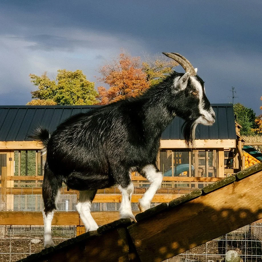 A goat with black fur, white legs, white face markings, and curved horns standing on a wooden ramp outdoors with trees and a building in the background.
