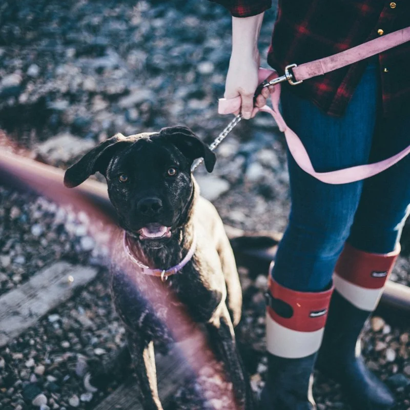 A person holding a leash attached to a black and tan puppy, standing on gravel with a wooden plank nearby. The person is wearing jeans, a plaid shirt, and rain boots.