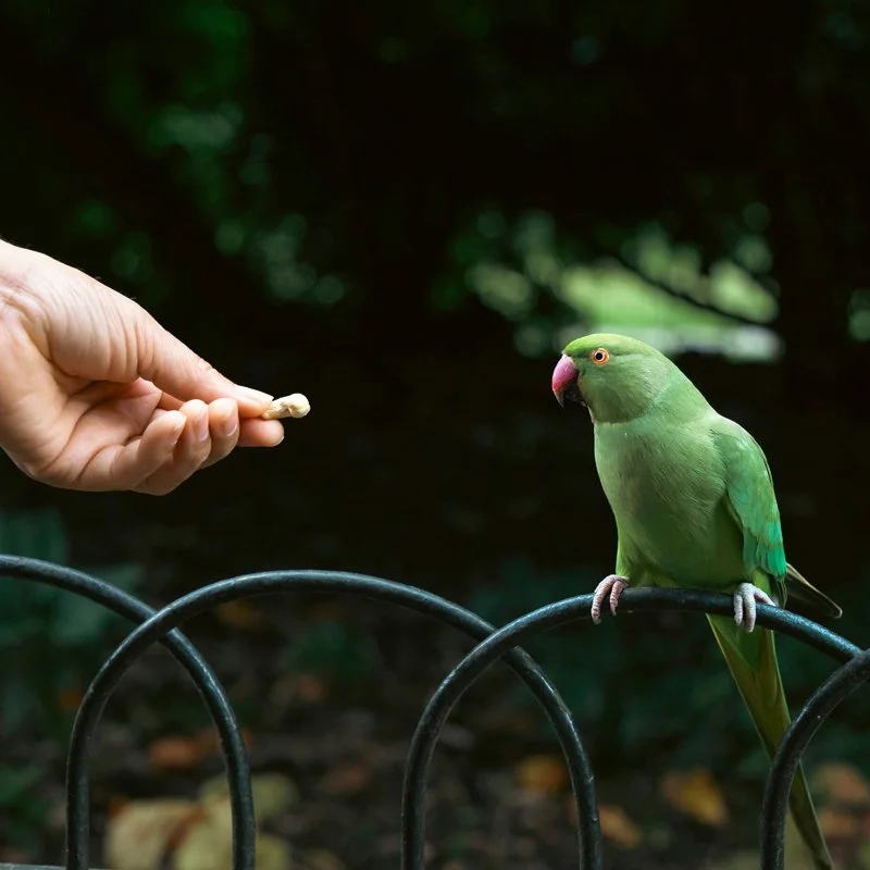 A person feeding a green parrot perched on a black metal fence in a natural outdoor setting.