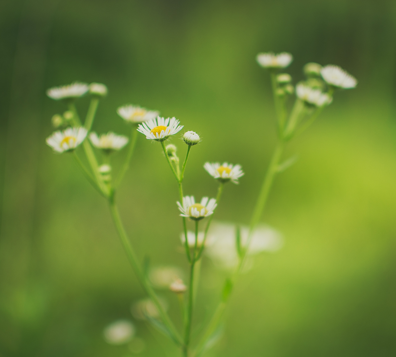 Kleine weiße Gänseblümchen mit gelben Zentren auf grünen Stängeln vor grünem unscharfen Hintergrund.