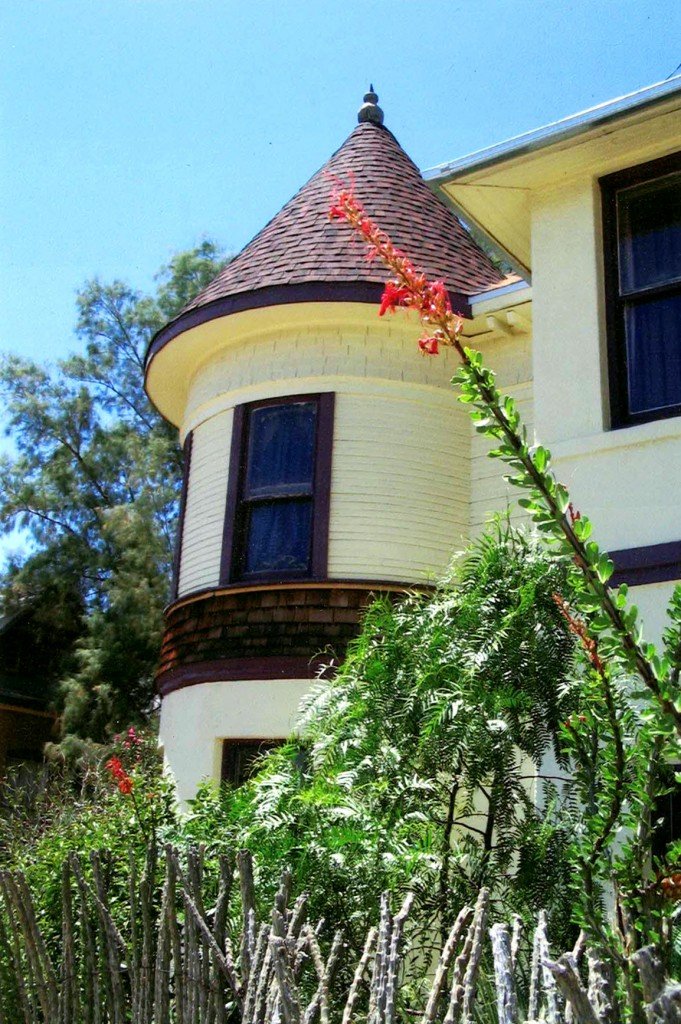 Black and white photograph of long, pointed leaves growing from the ground near a tree trunk.