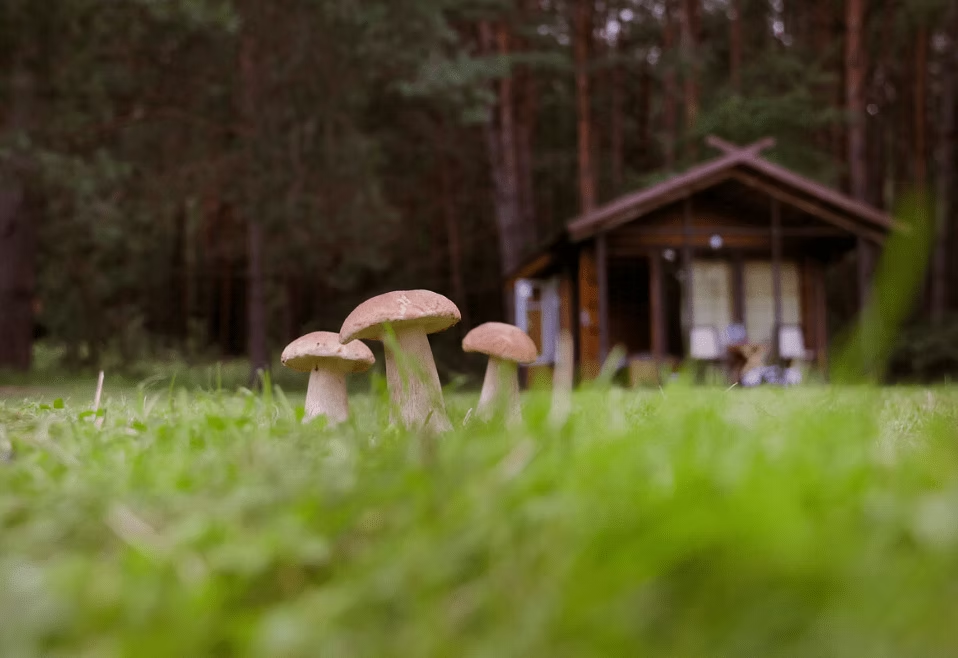 Close-up of four mushrooms growing in green grass with a wooden cabin in the background, surrounded by trees.