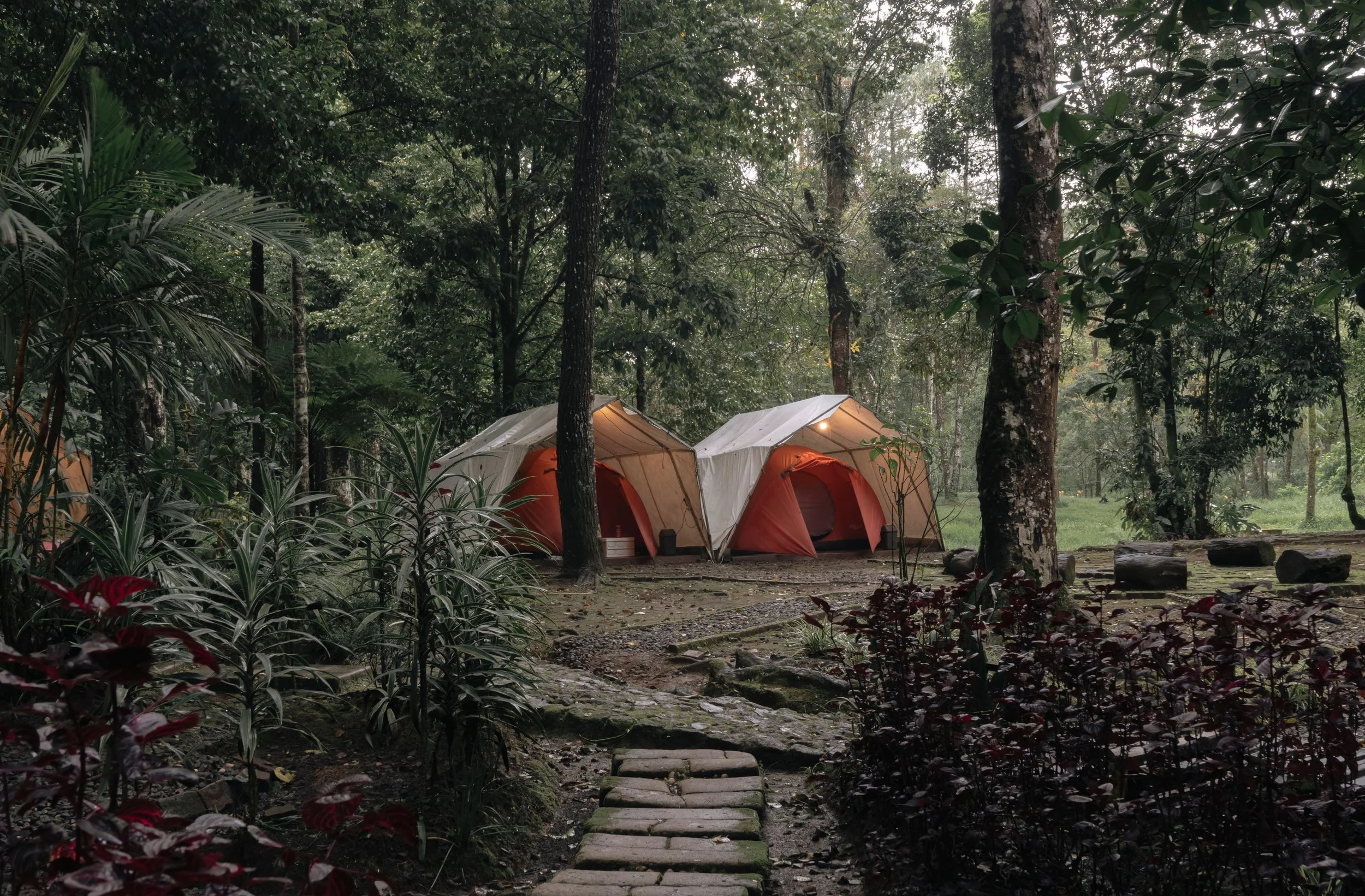 Group of tents set up in a dense forest with tall trees and lush greenery, illuminated by soft natural light.
