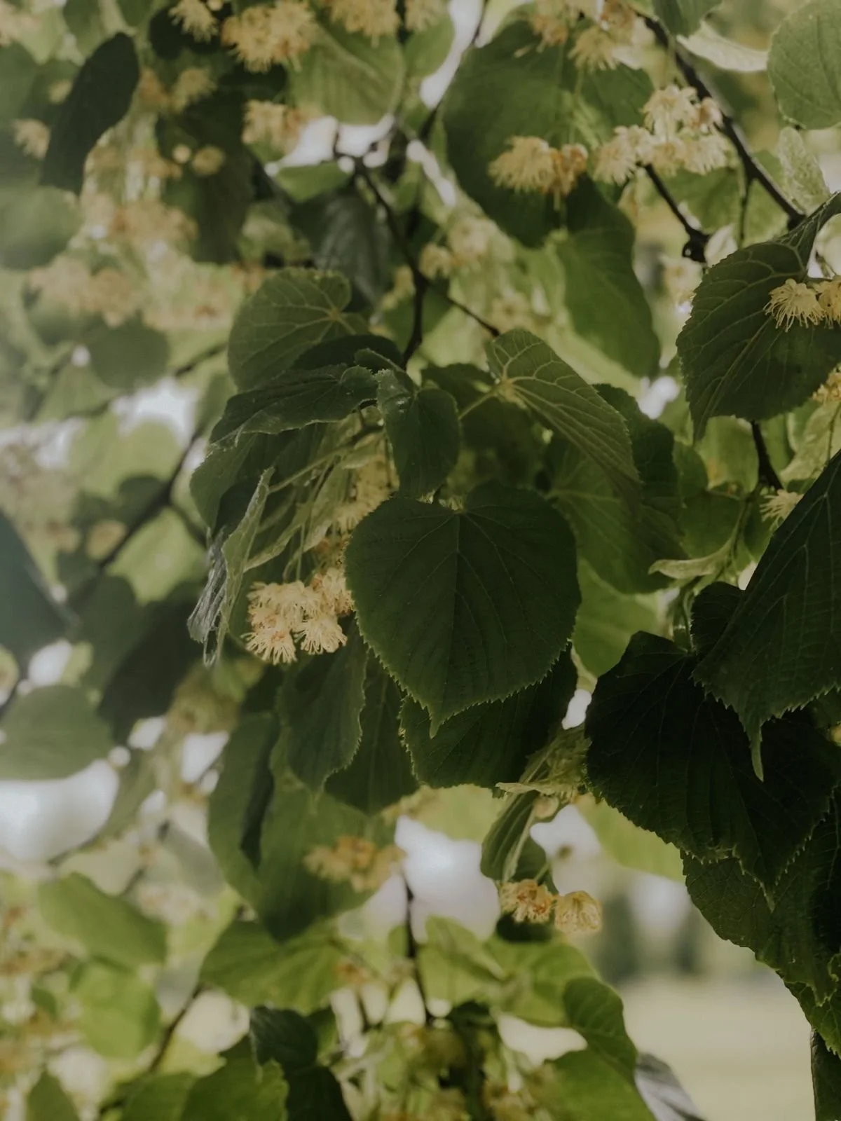 With the Trees — The Full Course