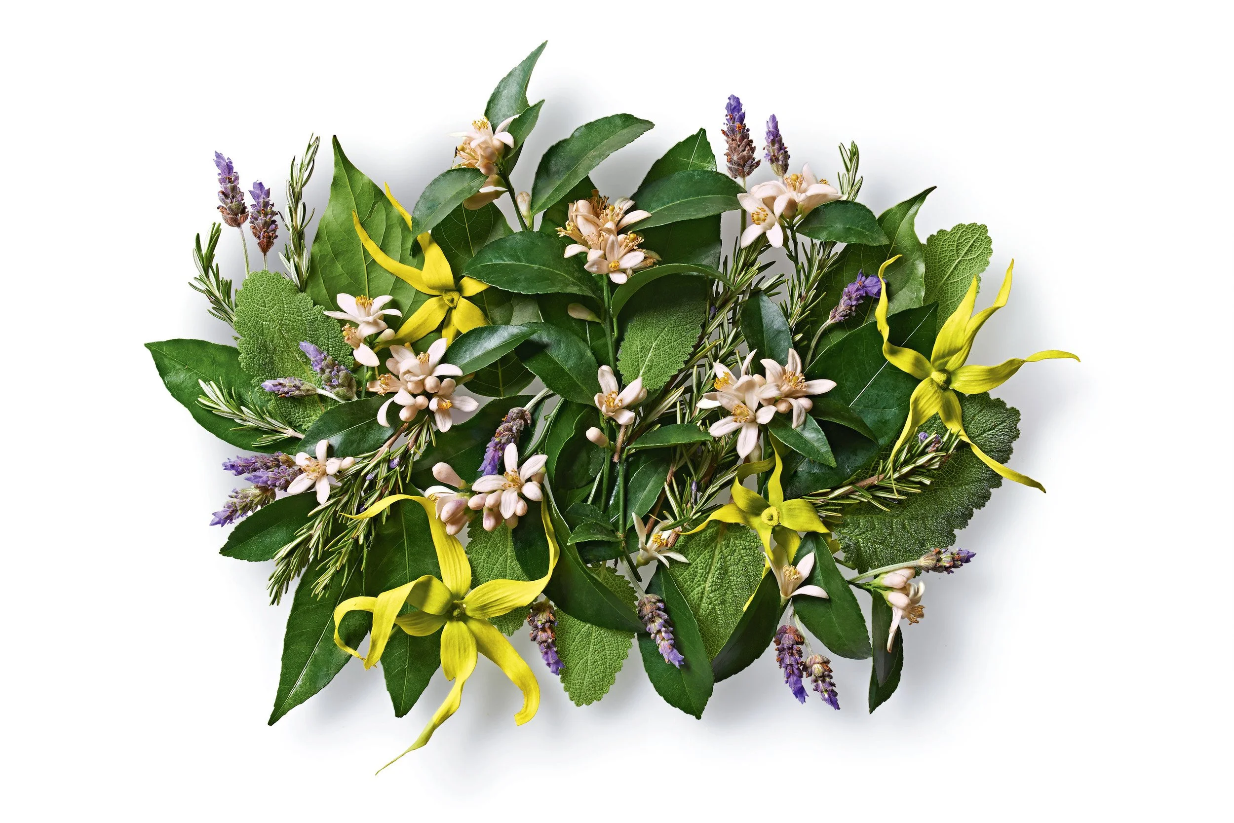 Aromatic composition oil™ for Body, Bath and Scalp