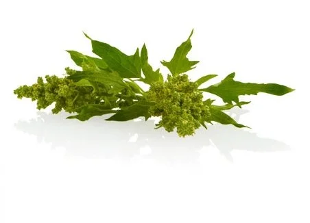 Aveda Ingredient of the Month: Quinoa