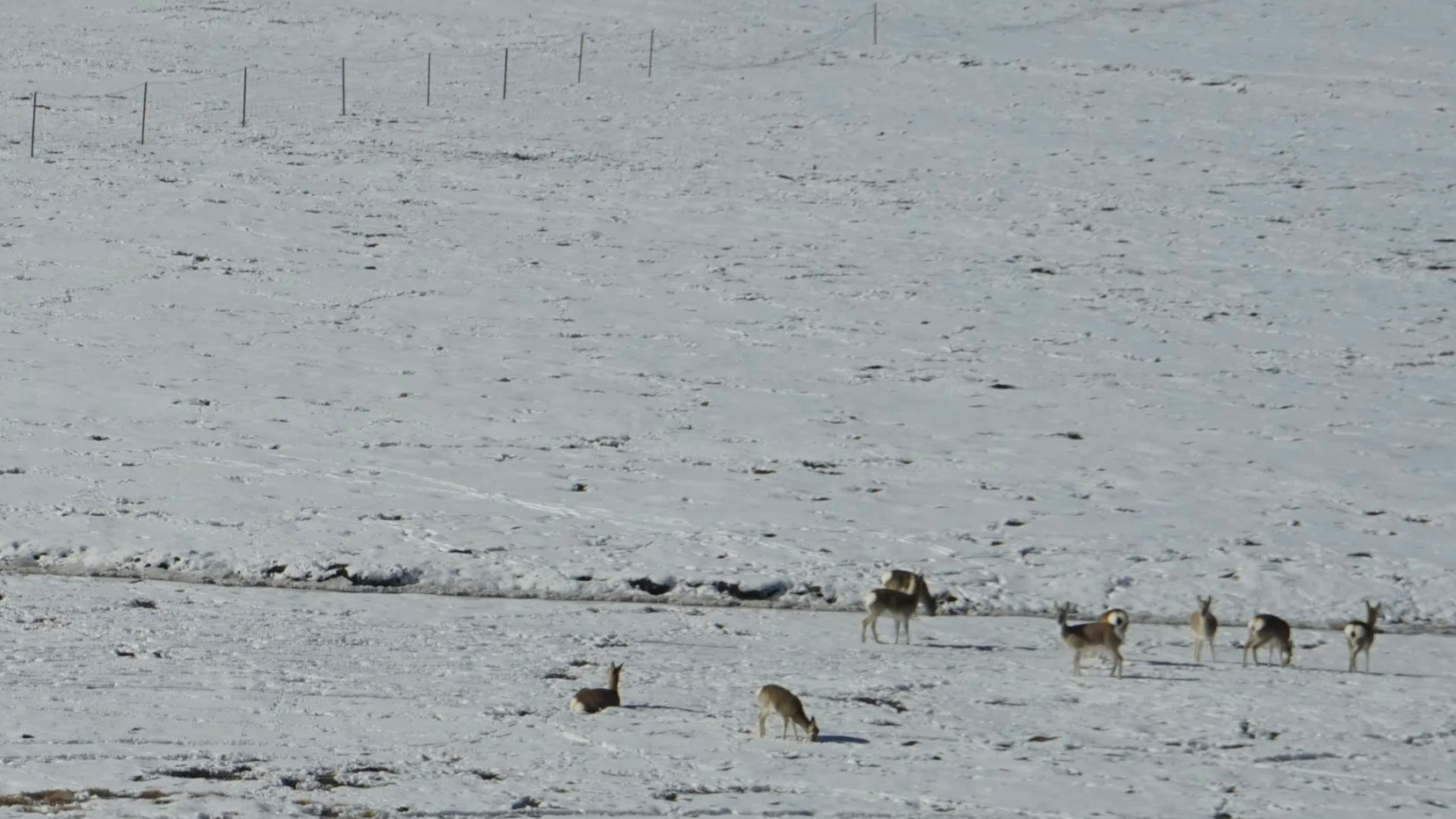 Tibetan gazelle in Ja'thang.