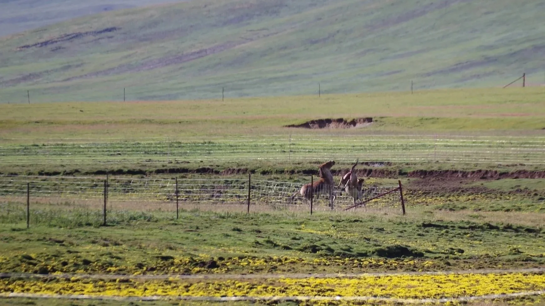 Tibetan wild ass (Kiang) crossing a fence in Ja'thang