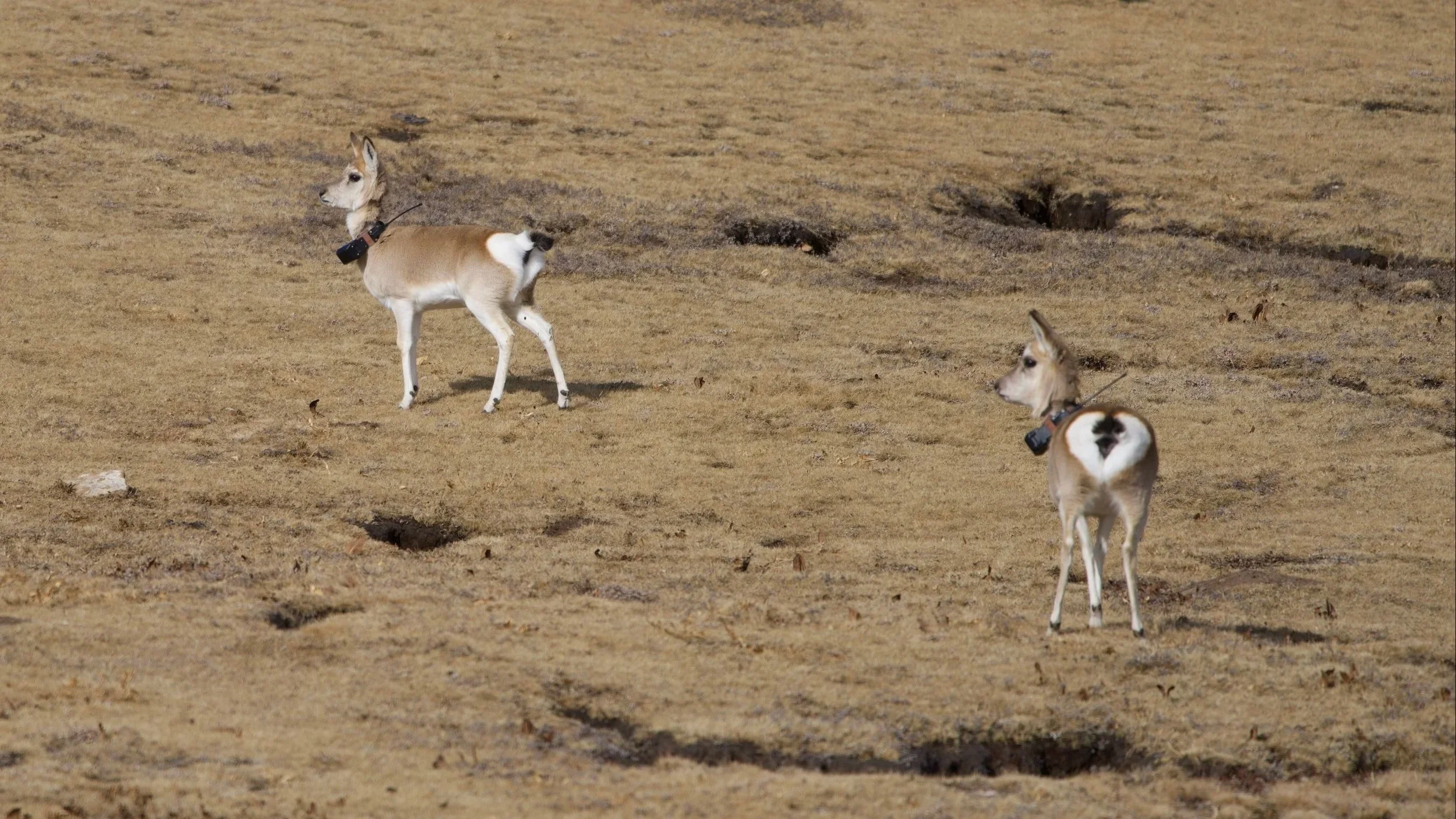 Tibetan gazelles with tracking collars