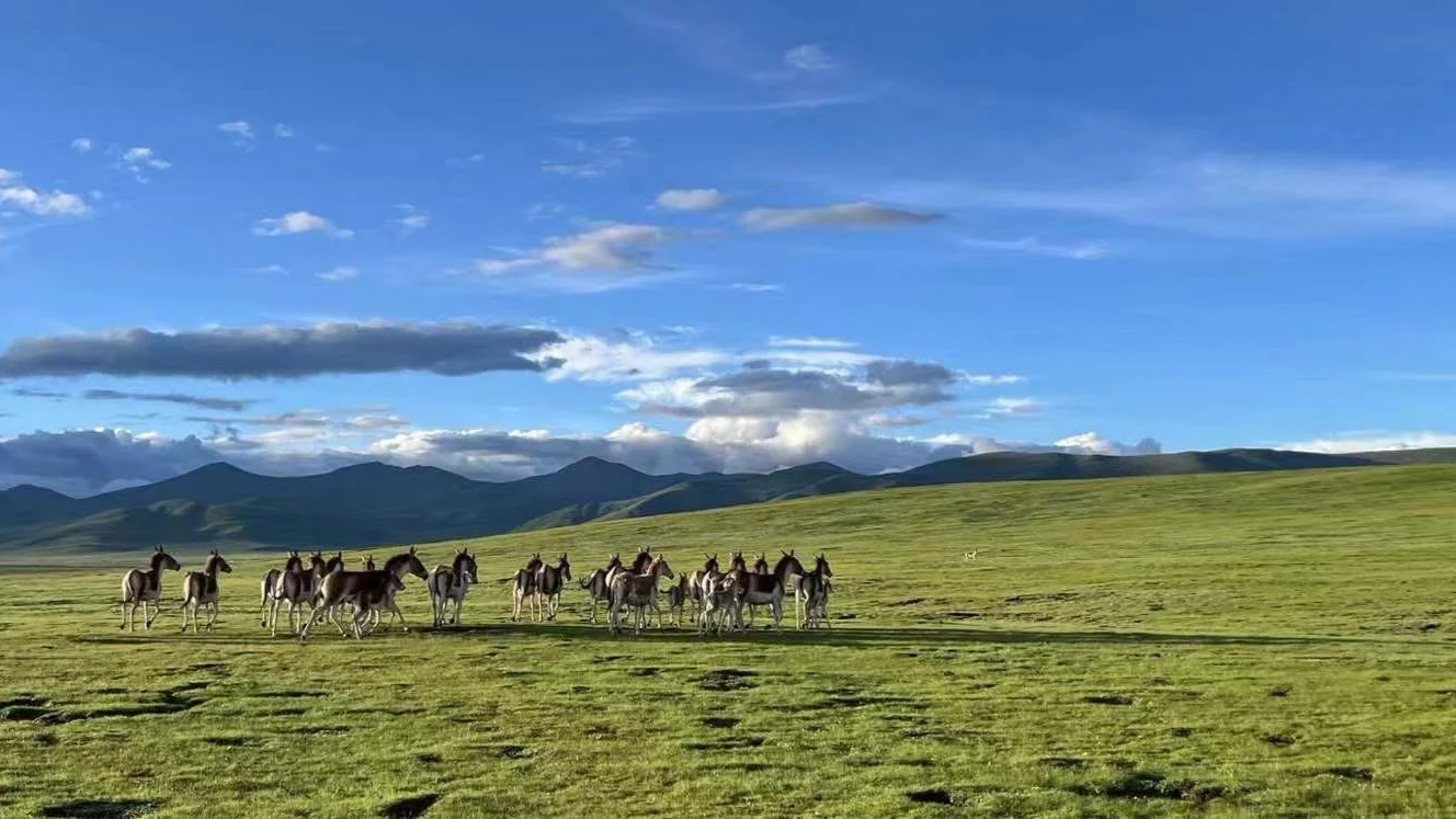 Tibetan wild ass (Kiang)