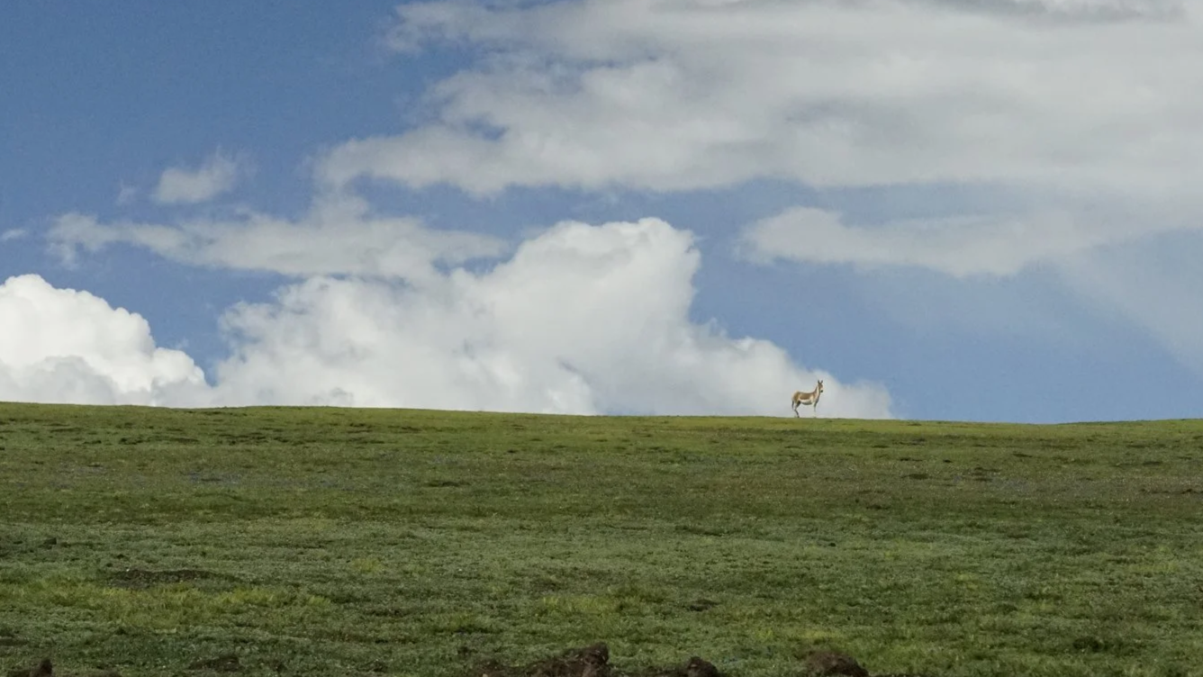 Kiang at the horizon