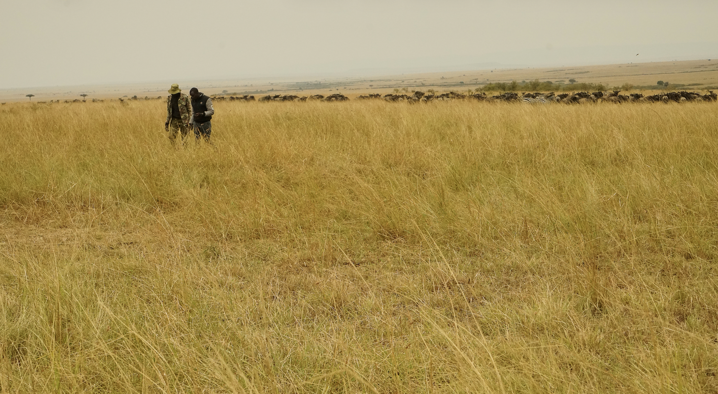 In Mara, ranger, field assistant, with zebras and wildebeests. 