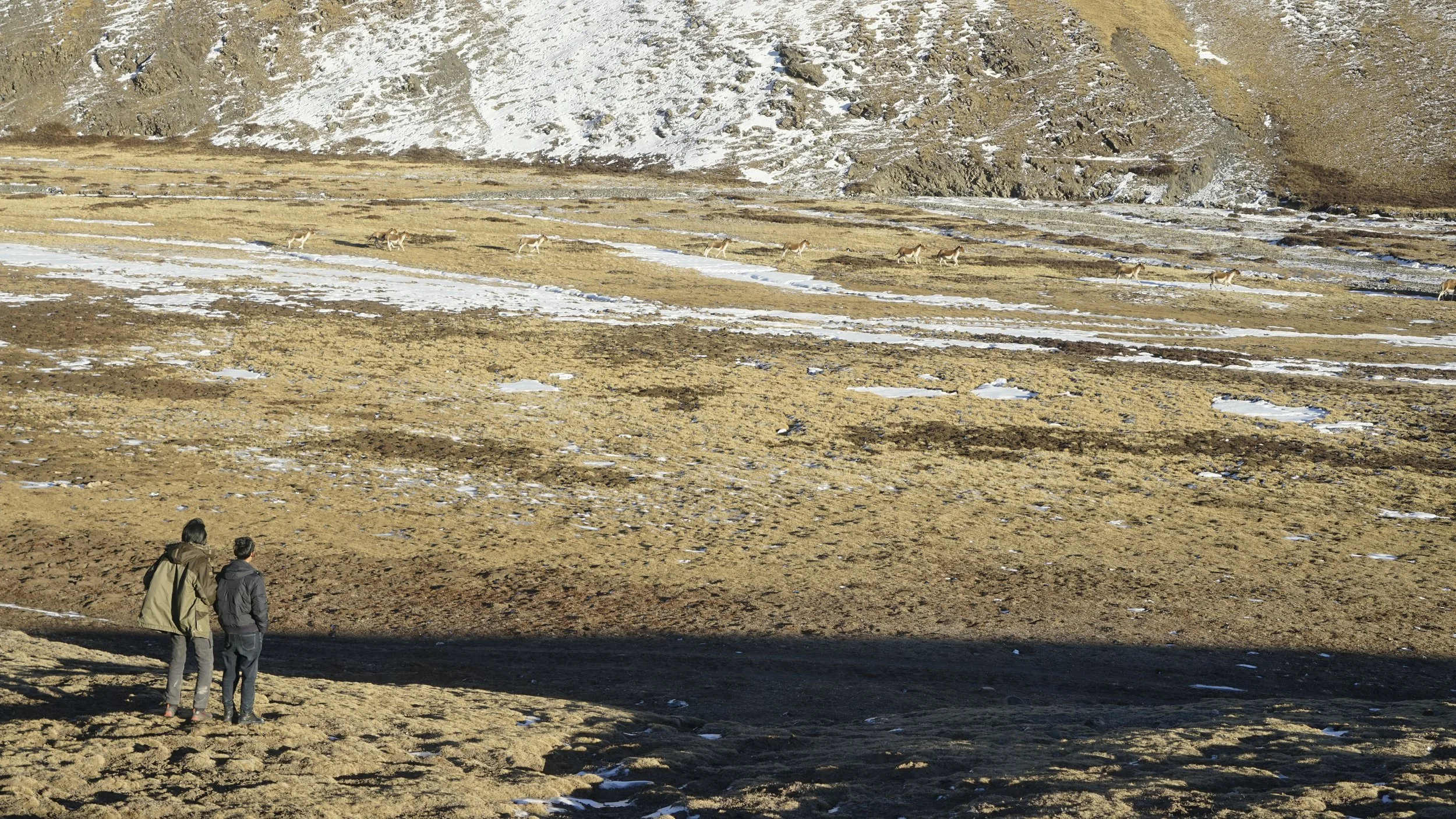In the winter, Kiang tend to gather around water source