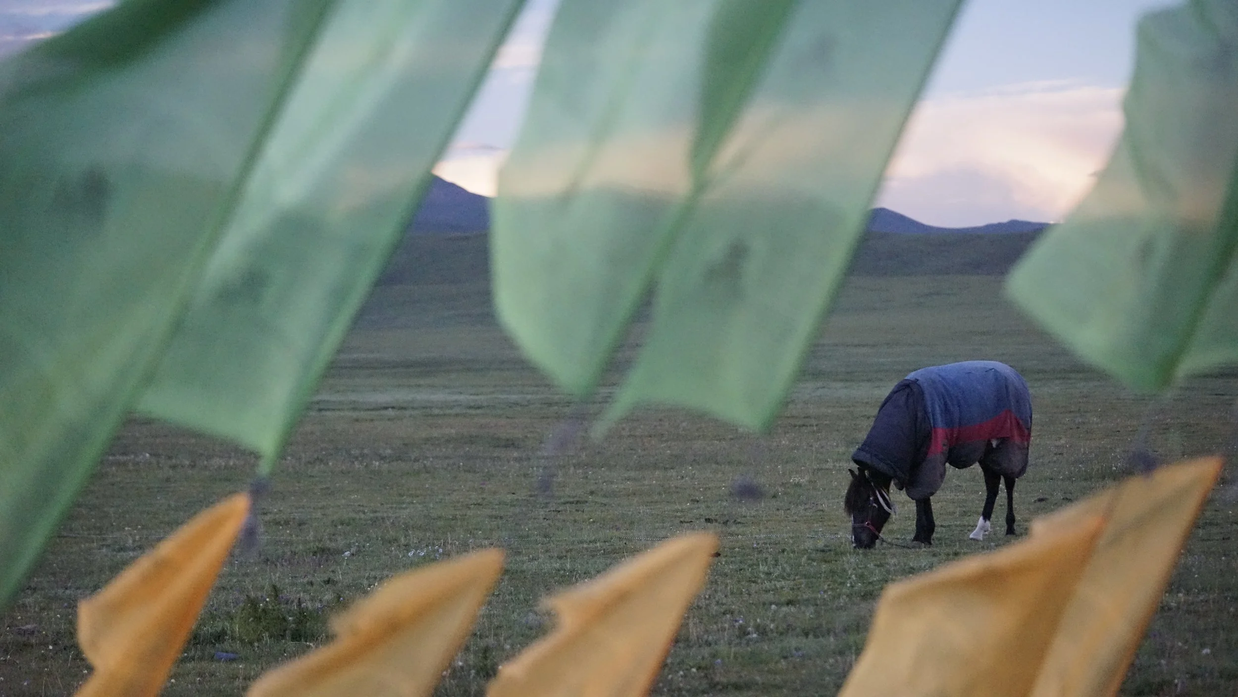 Herders would take extra care of their sick animals. To them, livestock is a part of the family.